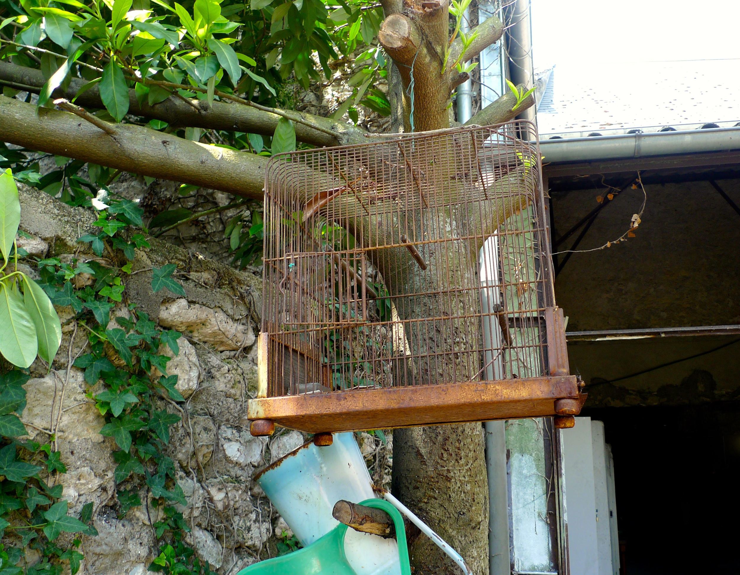 A birdcage hanging in a tree