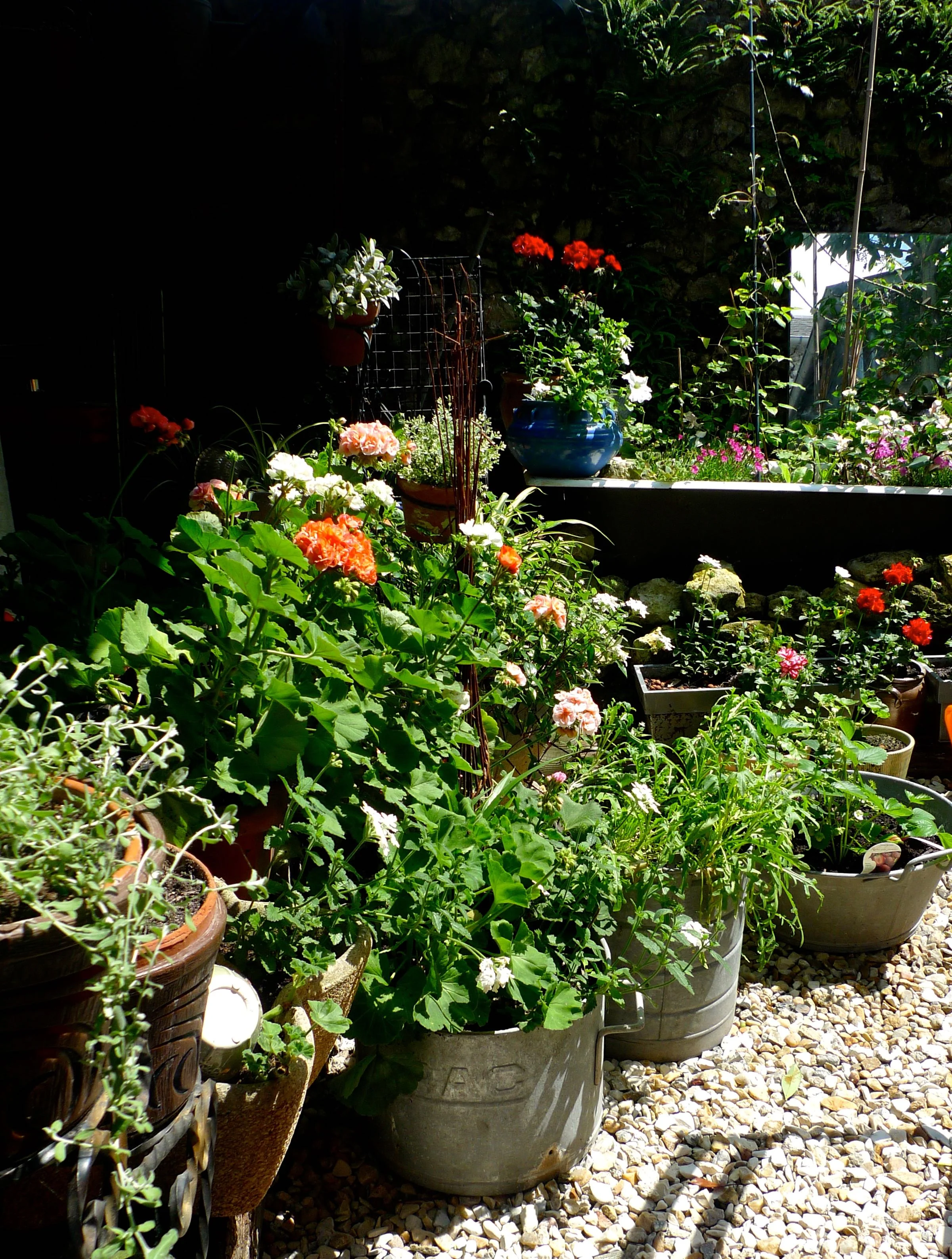 Pots and geraniums