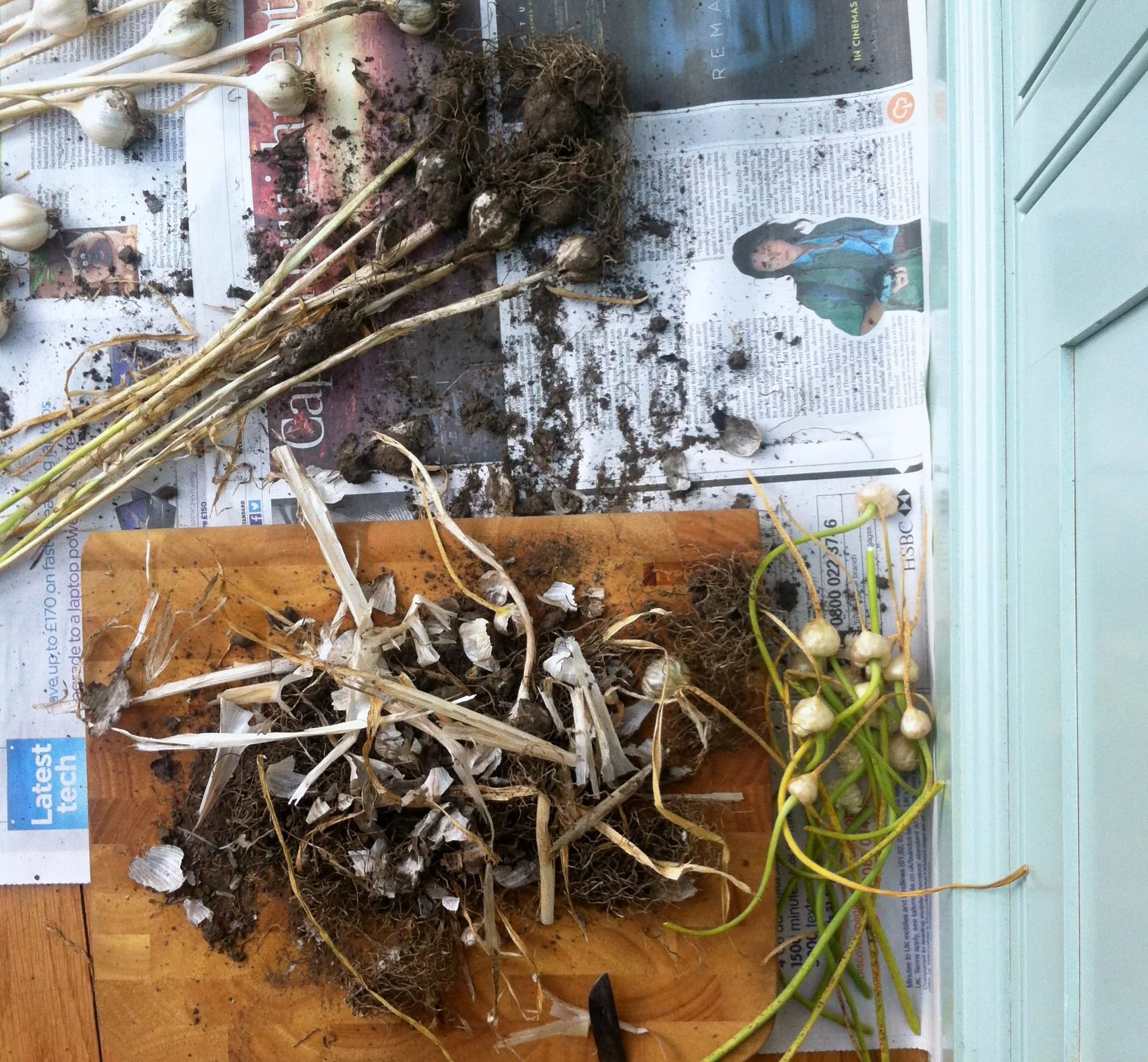 cleaning and trimming my home grown garlic