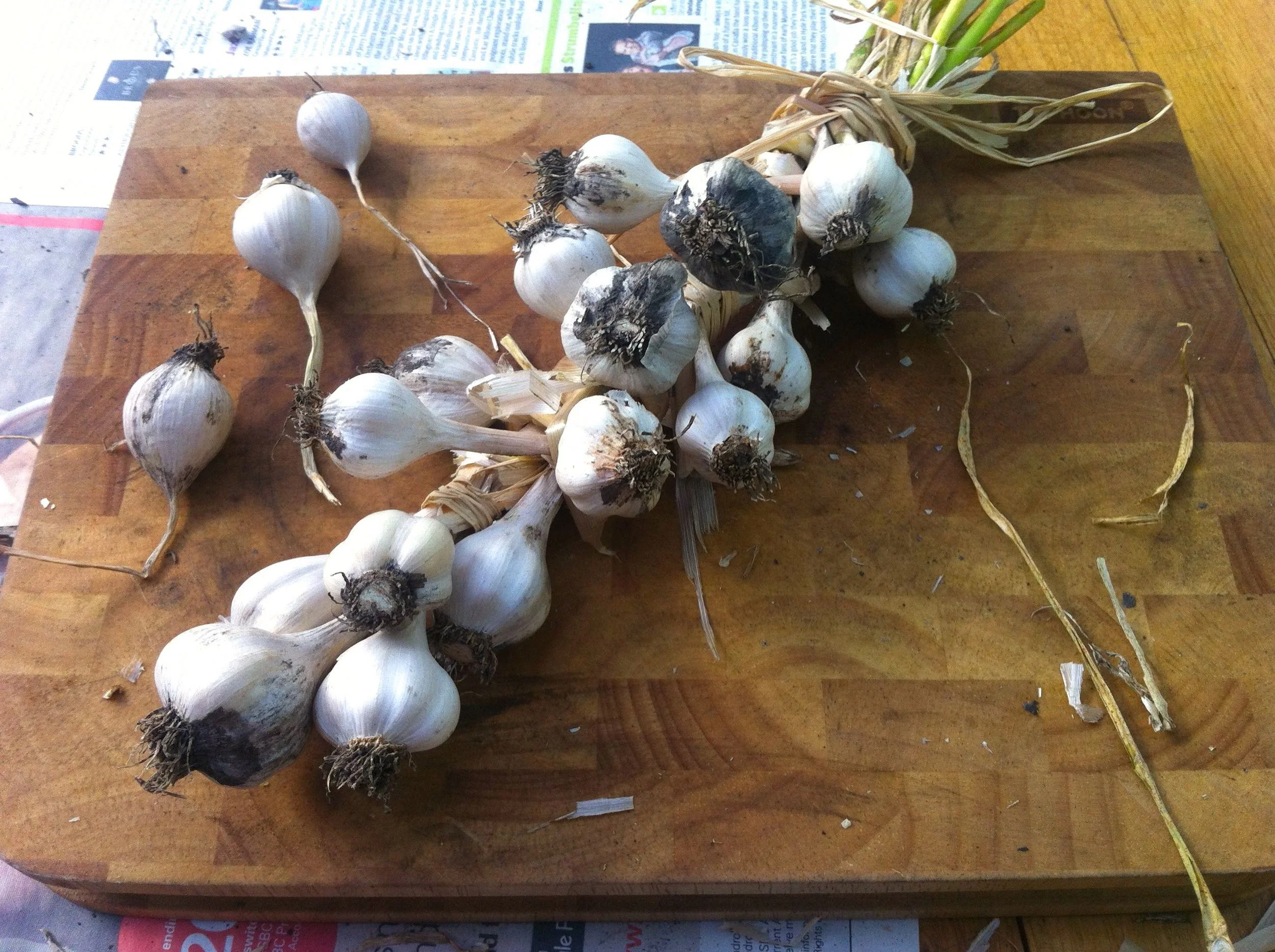 My garlic plaited, sort of!