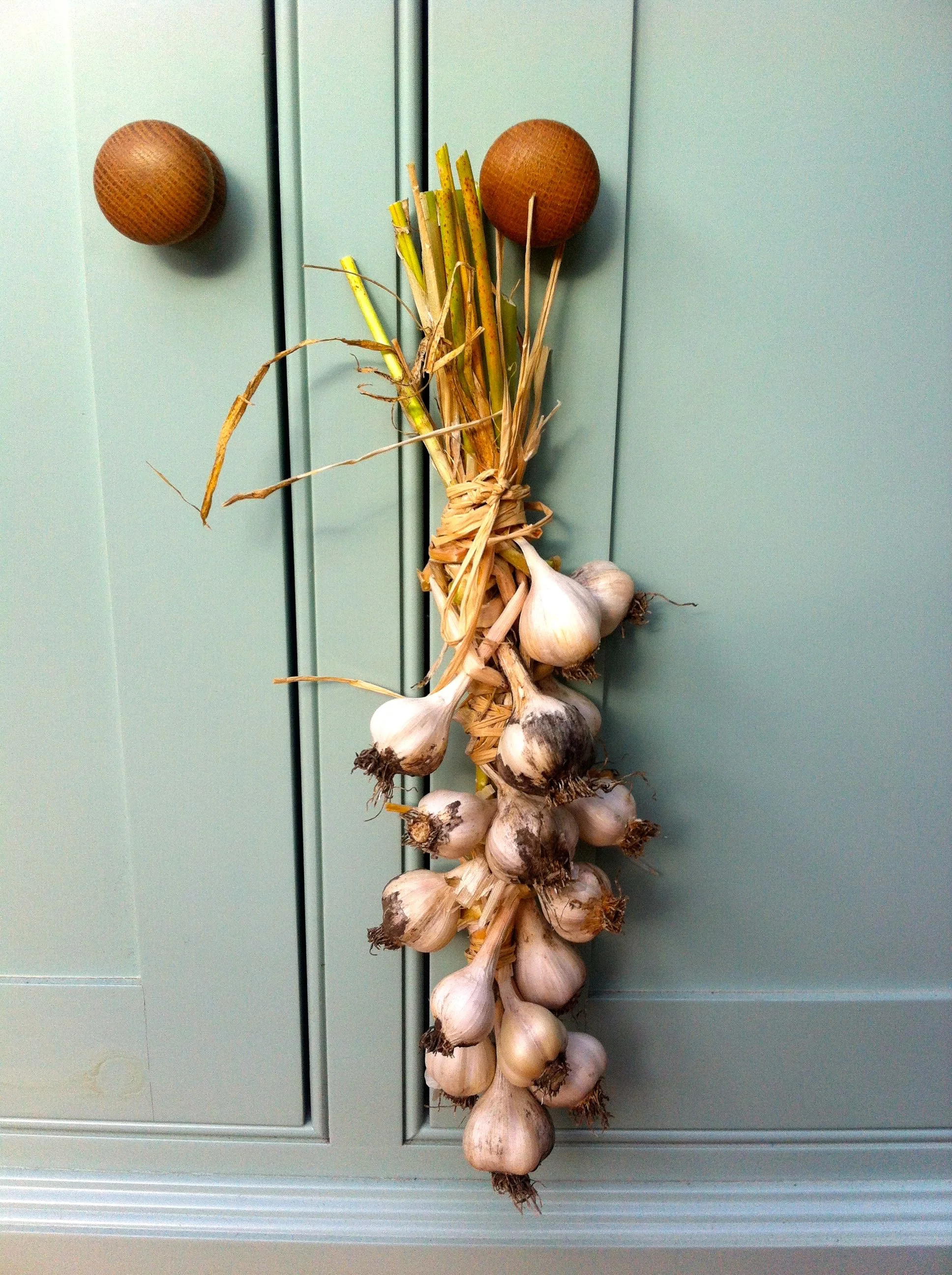 A string of garlic hanging in my conservatory
