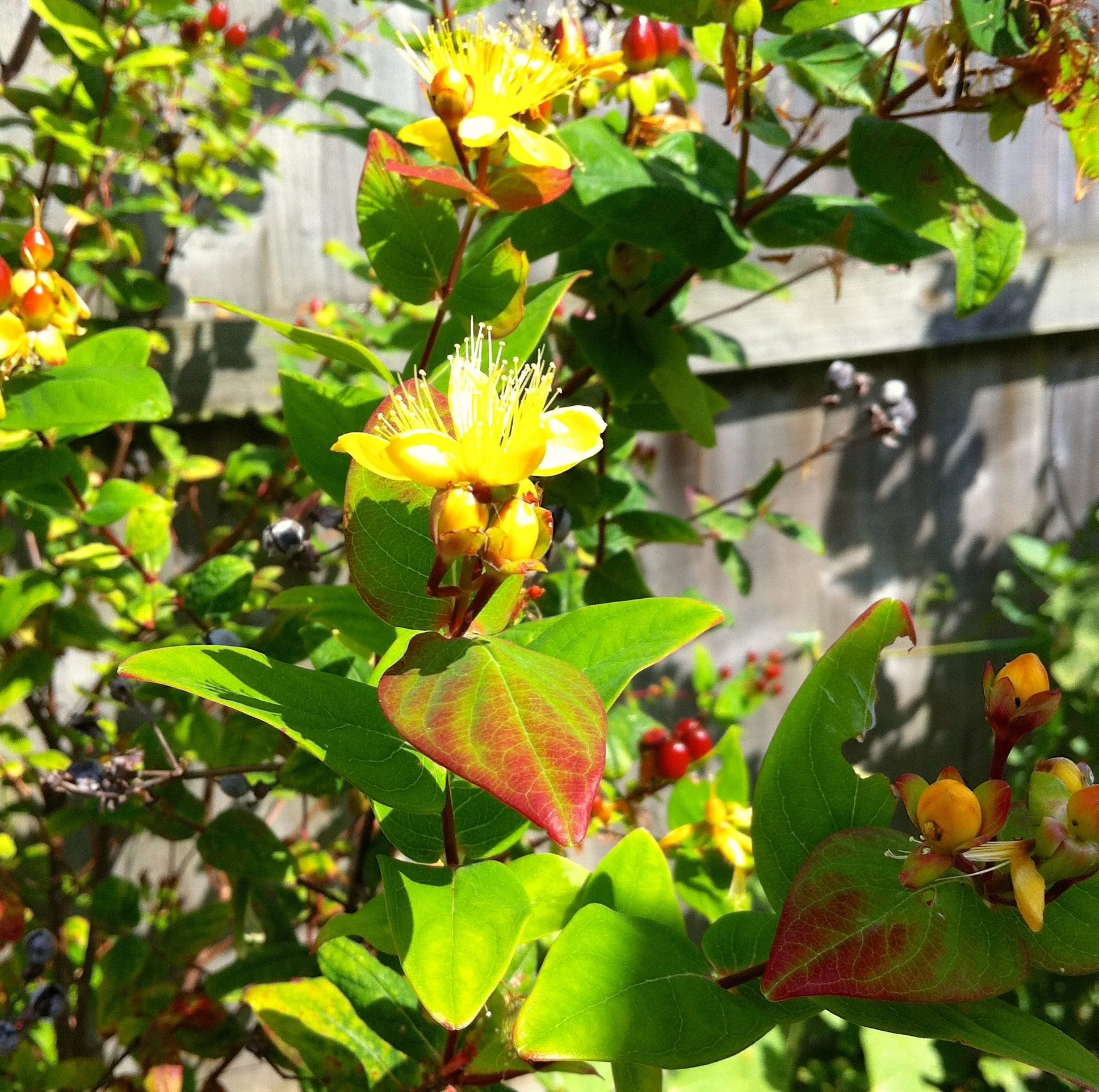 That yellow bush that dad gave me in flower