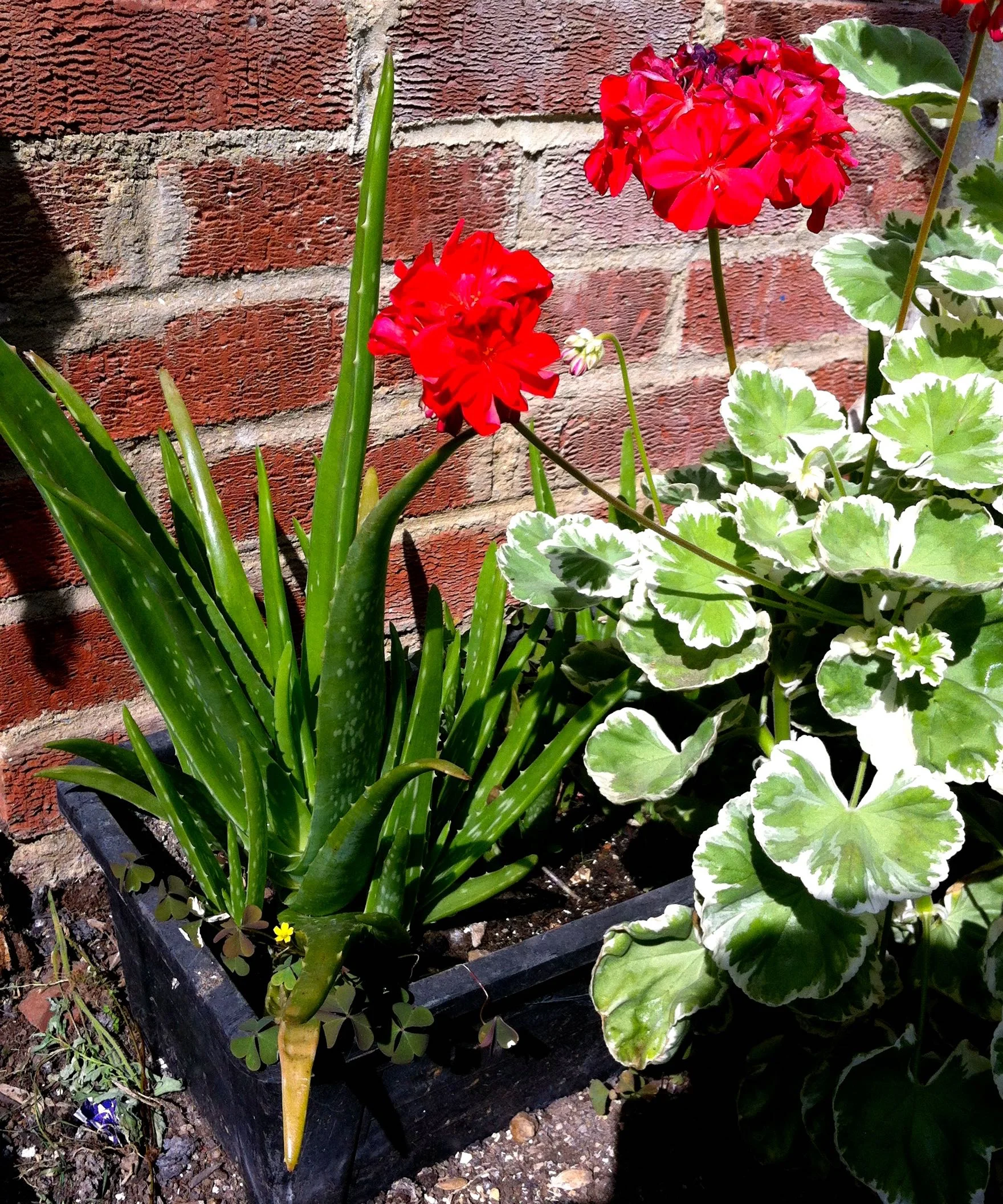 The aloe vera's I gave dad which are flourishing