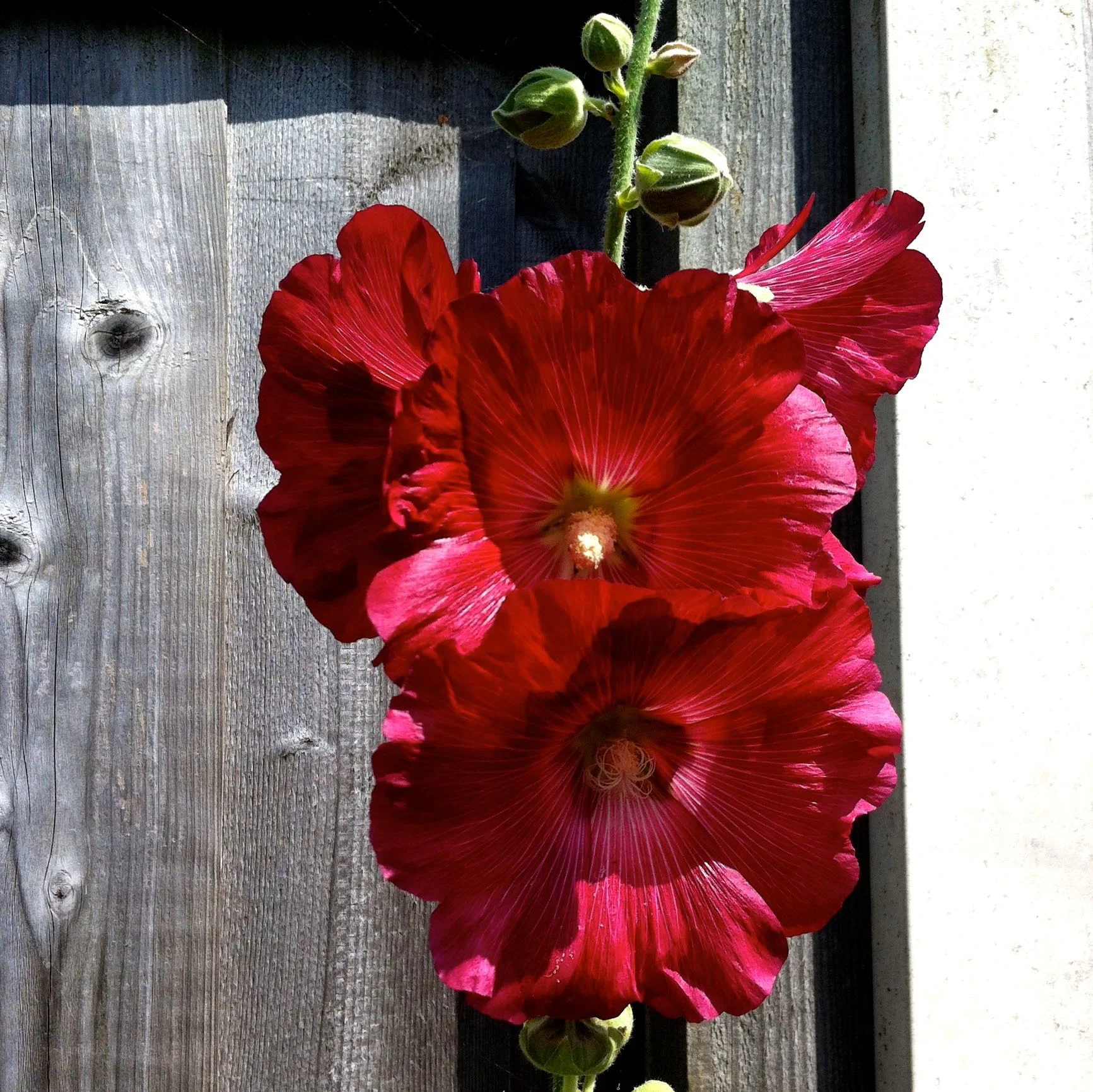 There's also crimson hollyhocks in dad's garden