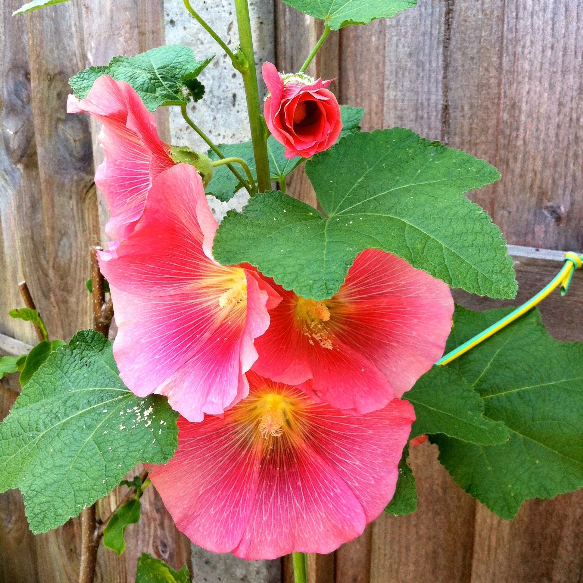 And pretty in coral pink hollyhocks