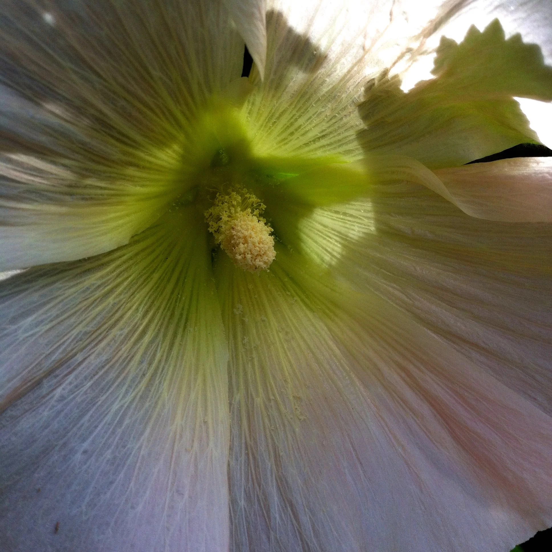 Inside a hollyhock