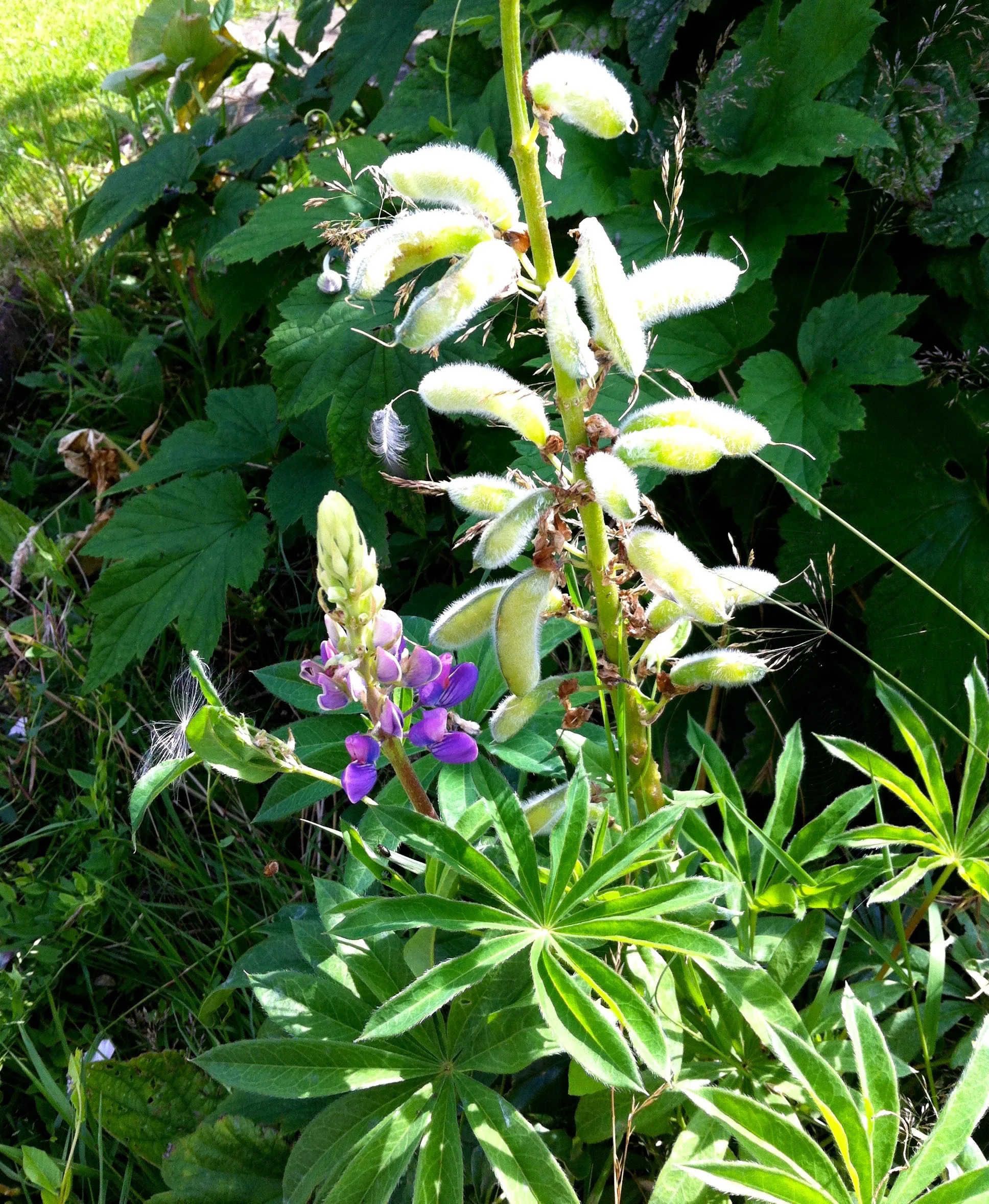 Lupins in flower and with furry seed pods