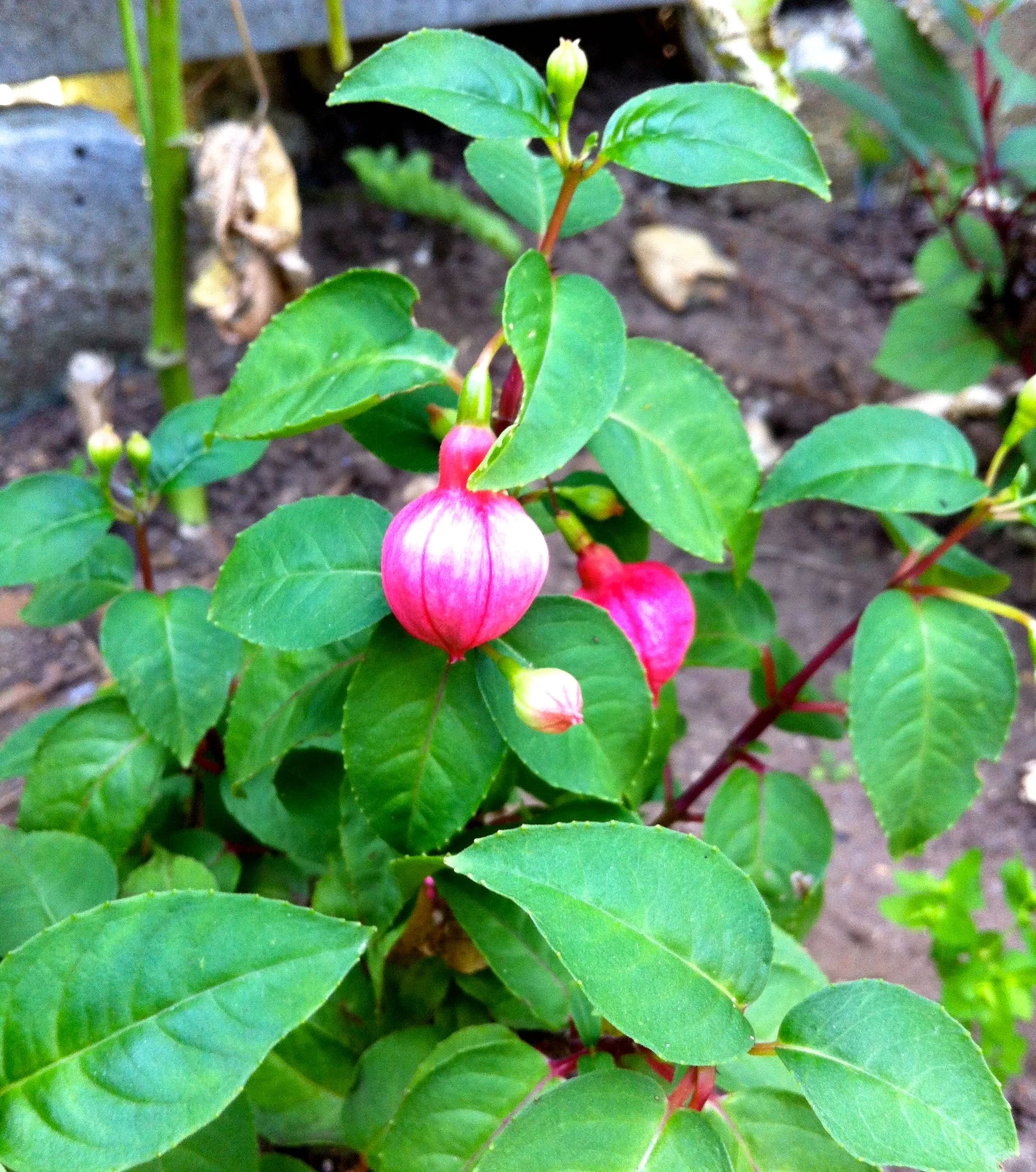 A fuschia fit to burst