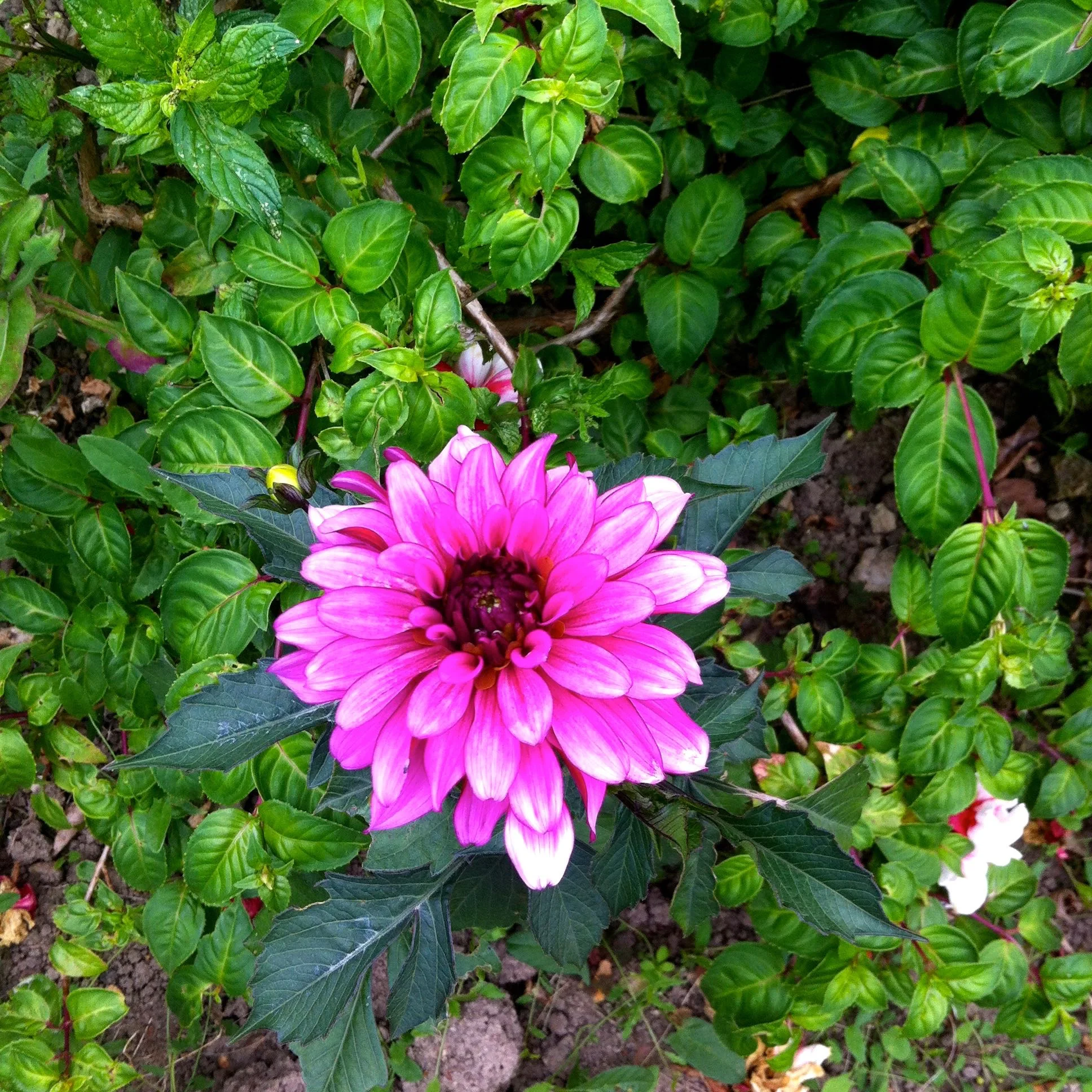 A dahlia from above