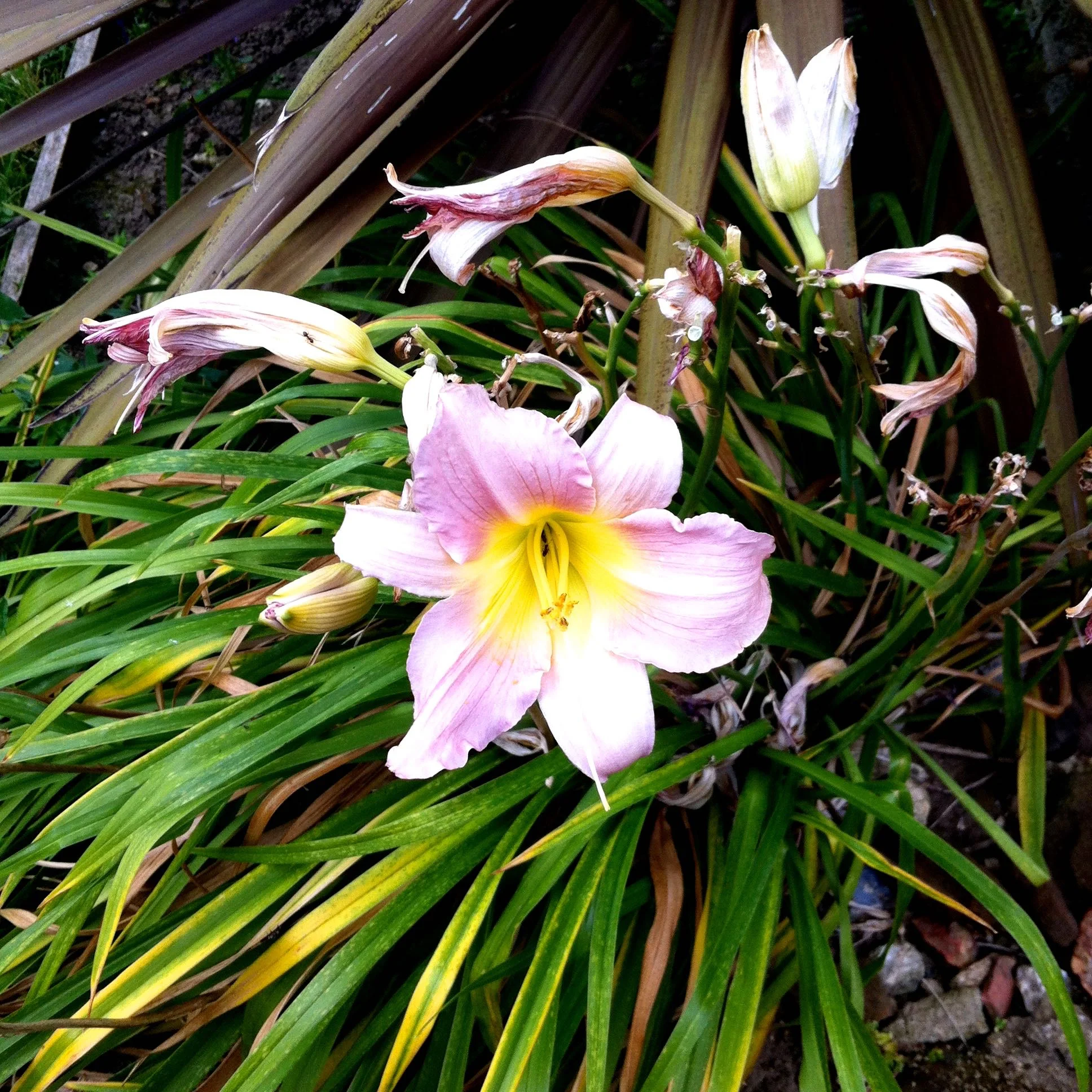 Or there's lillies too