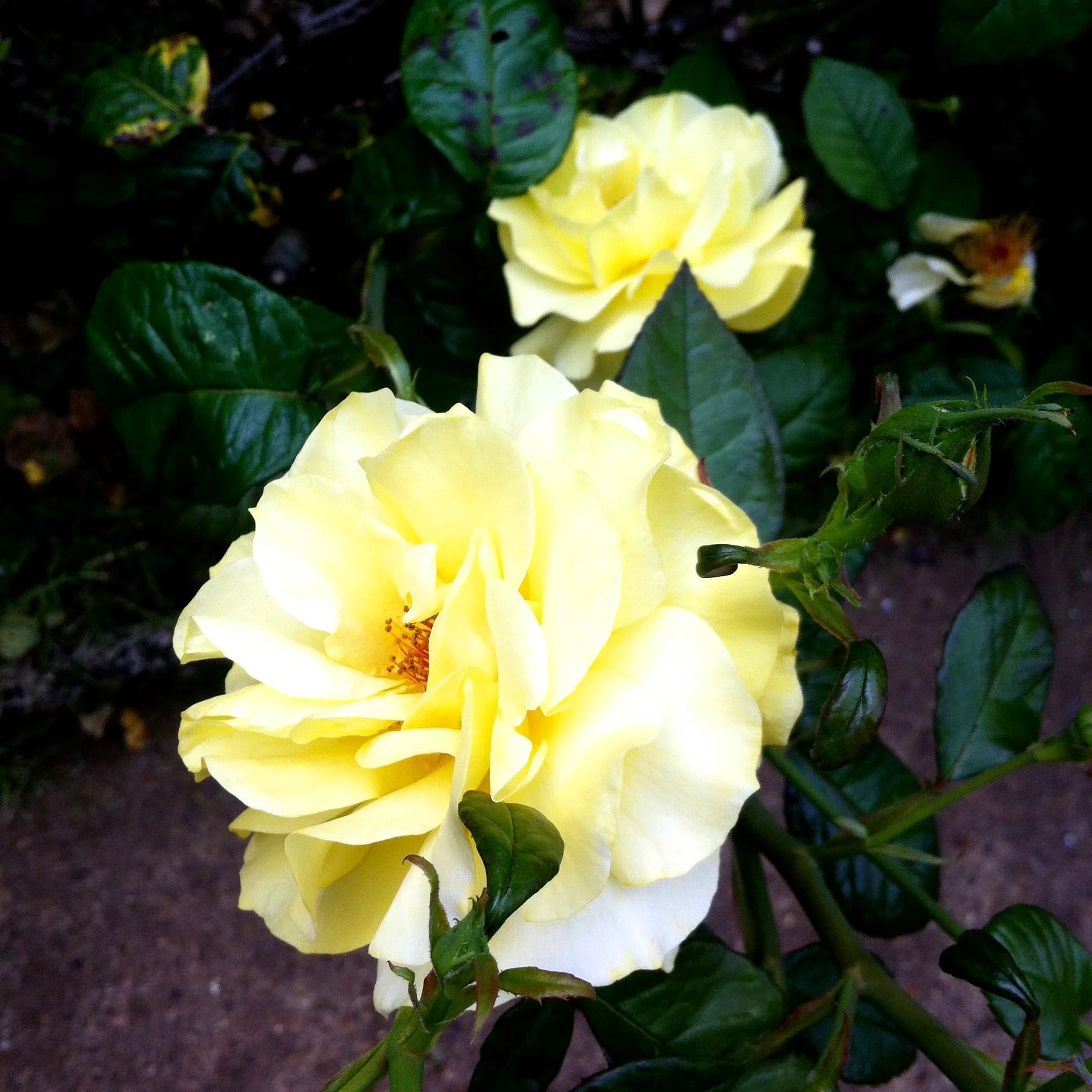 And beautiful yellow roses