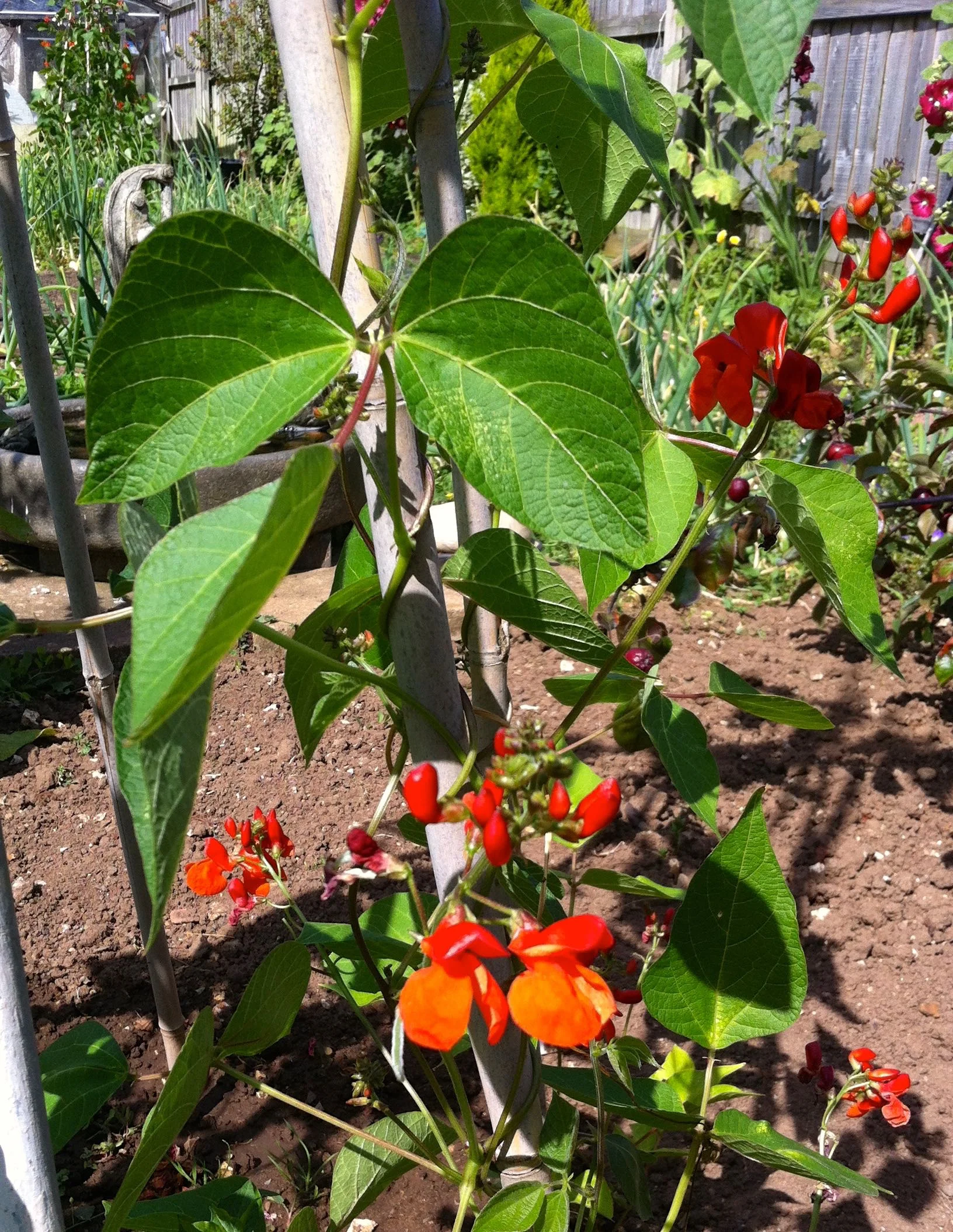 It wouldn't be dad's garden without runner beans