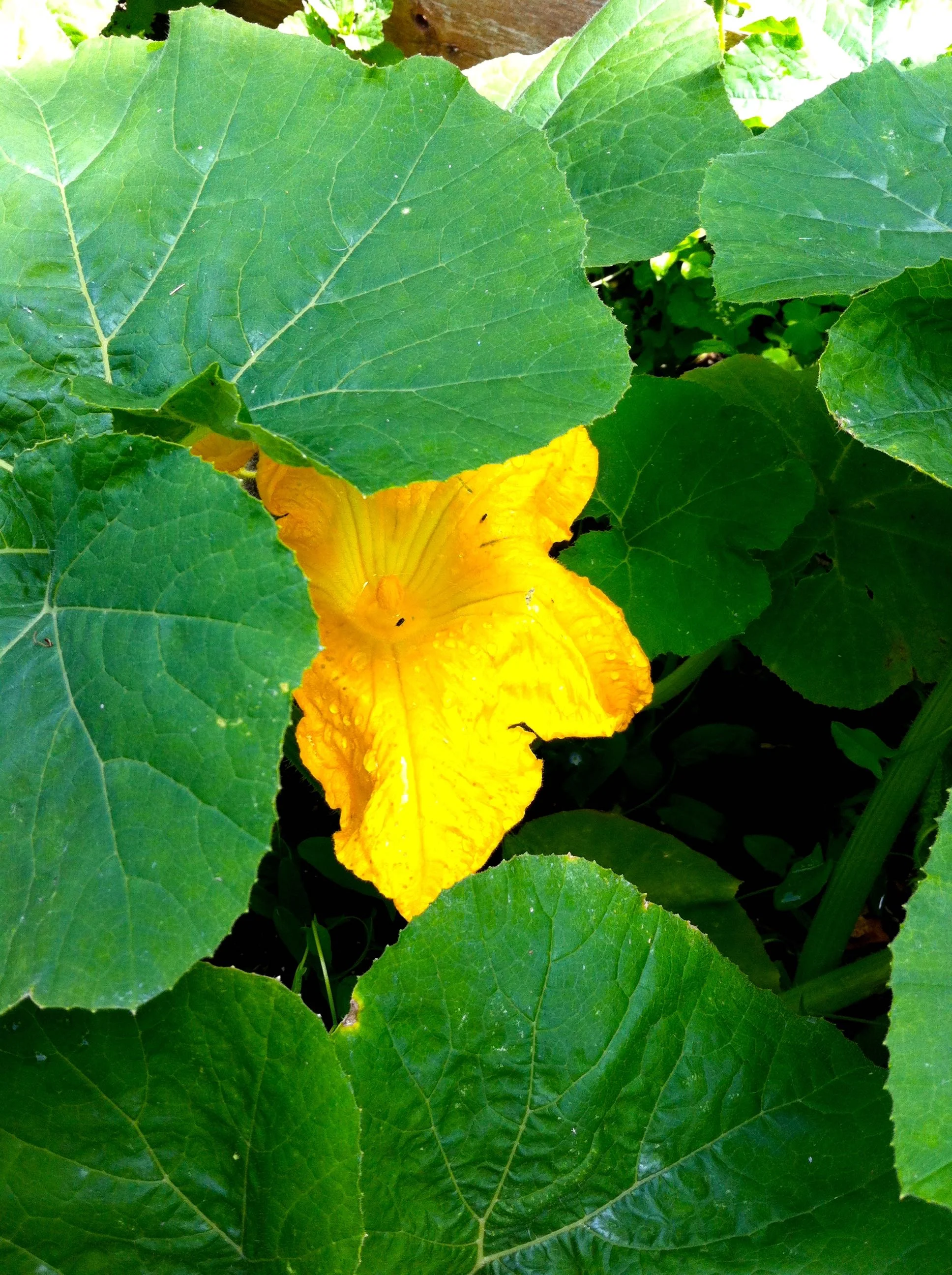 flowers on the squashes too