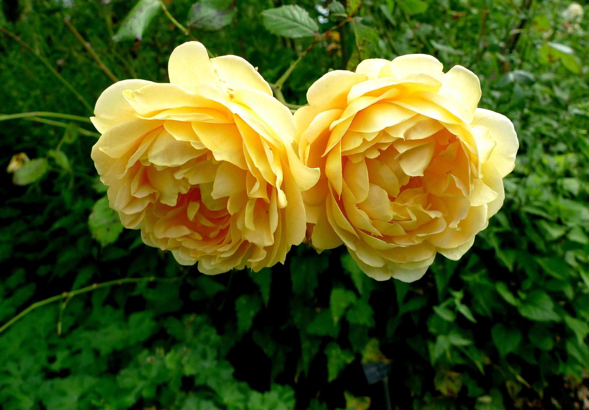 The roses at Hyde Hall — Bosworth Life