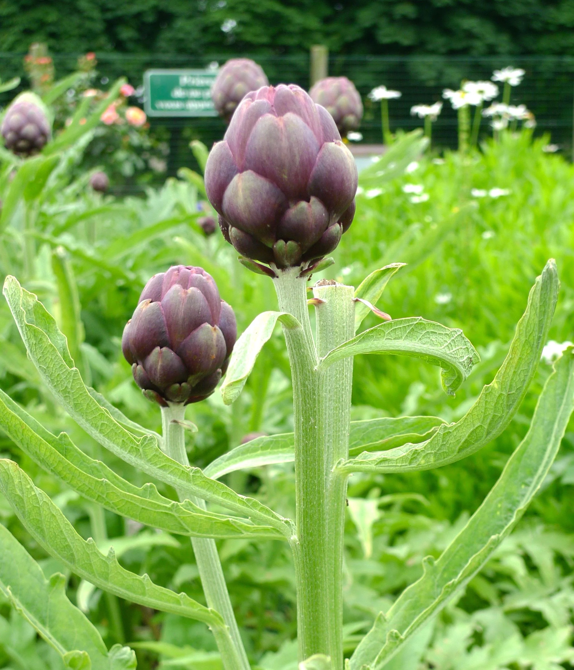 purple artichokes at cheverny