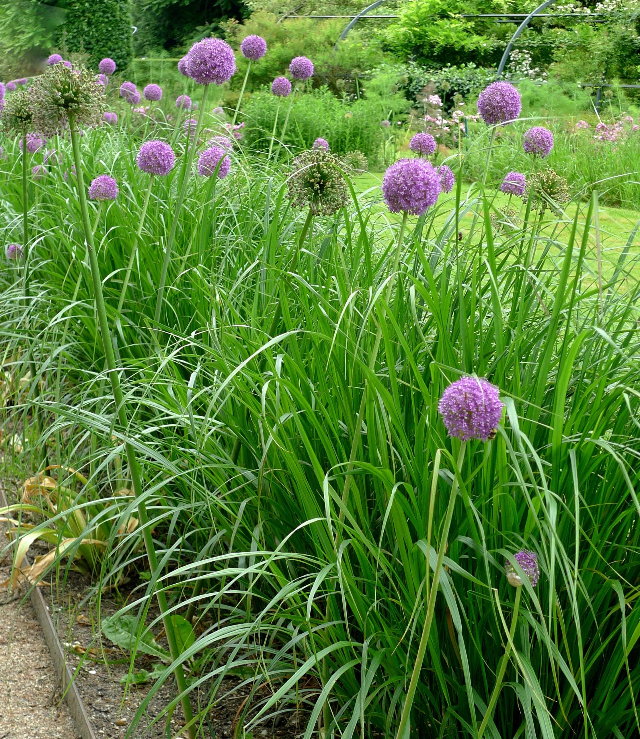 An allium border
