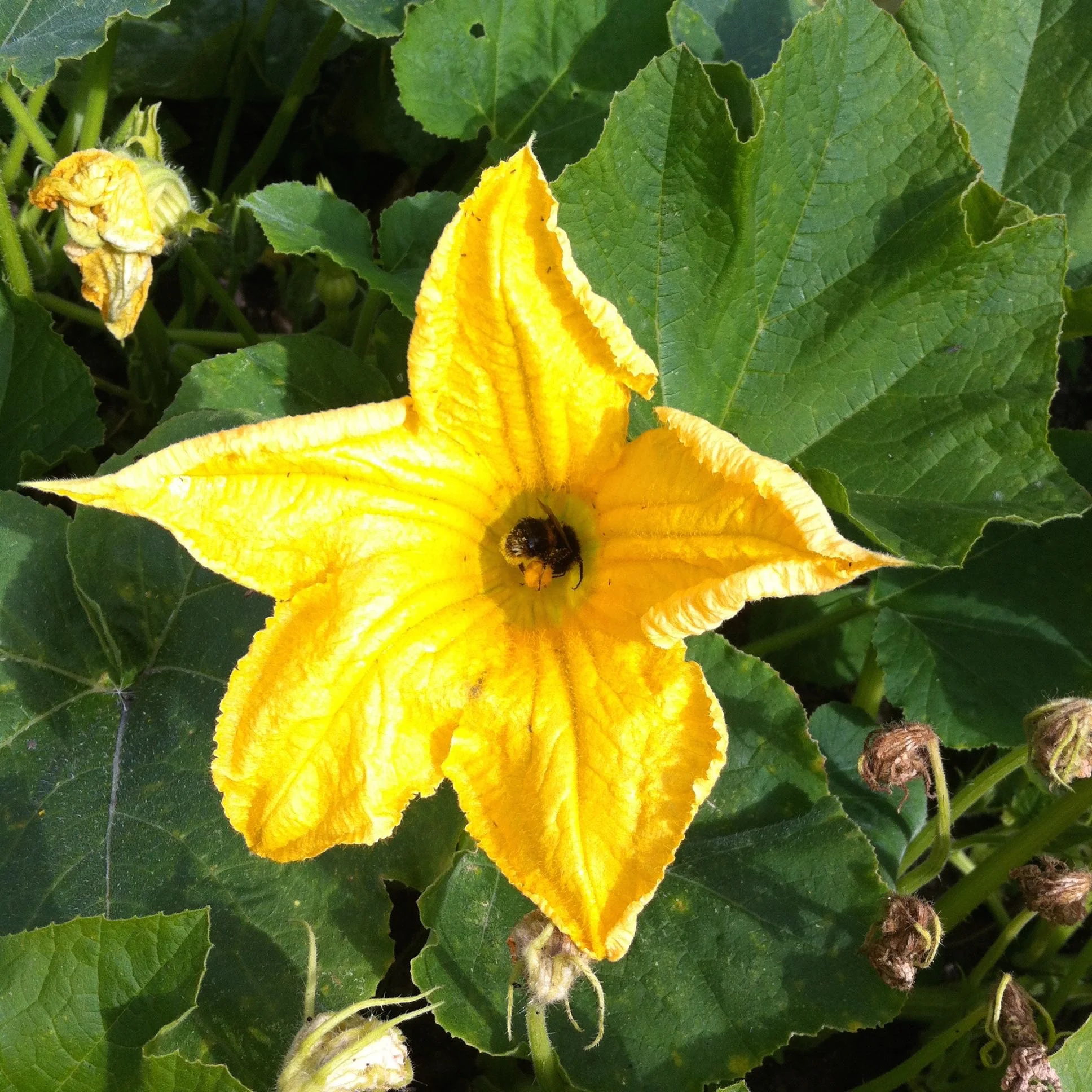 a flower on one of the squashes