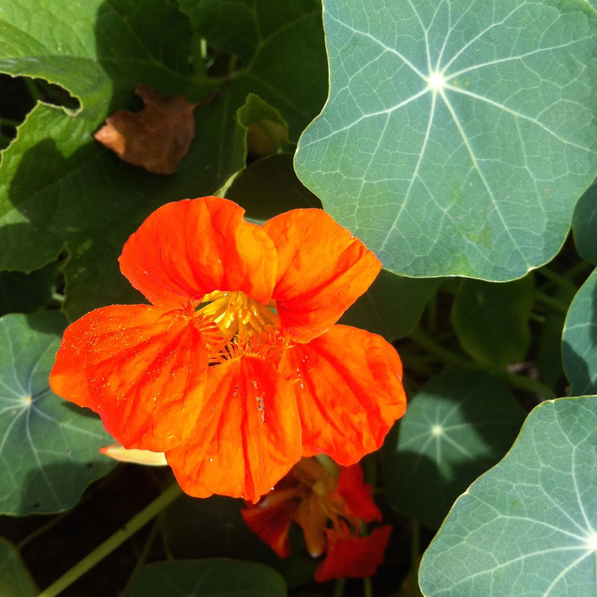 nasturtium amongst the squash
