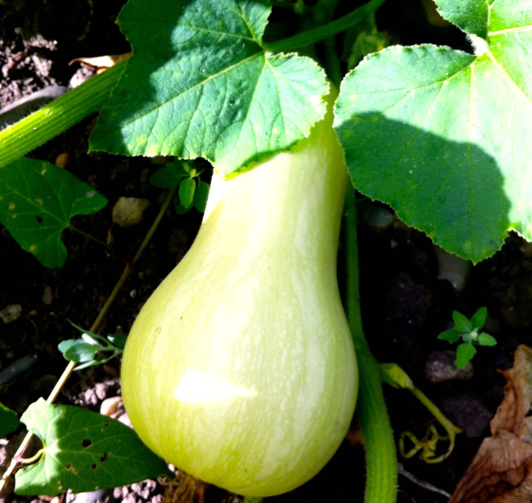 even some small butternut squash too