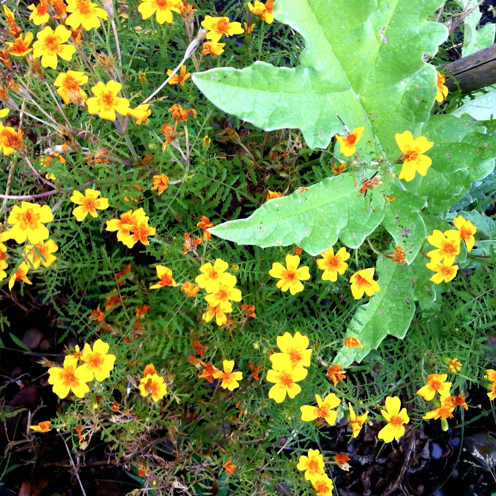 tagetes and artichoke