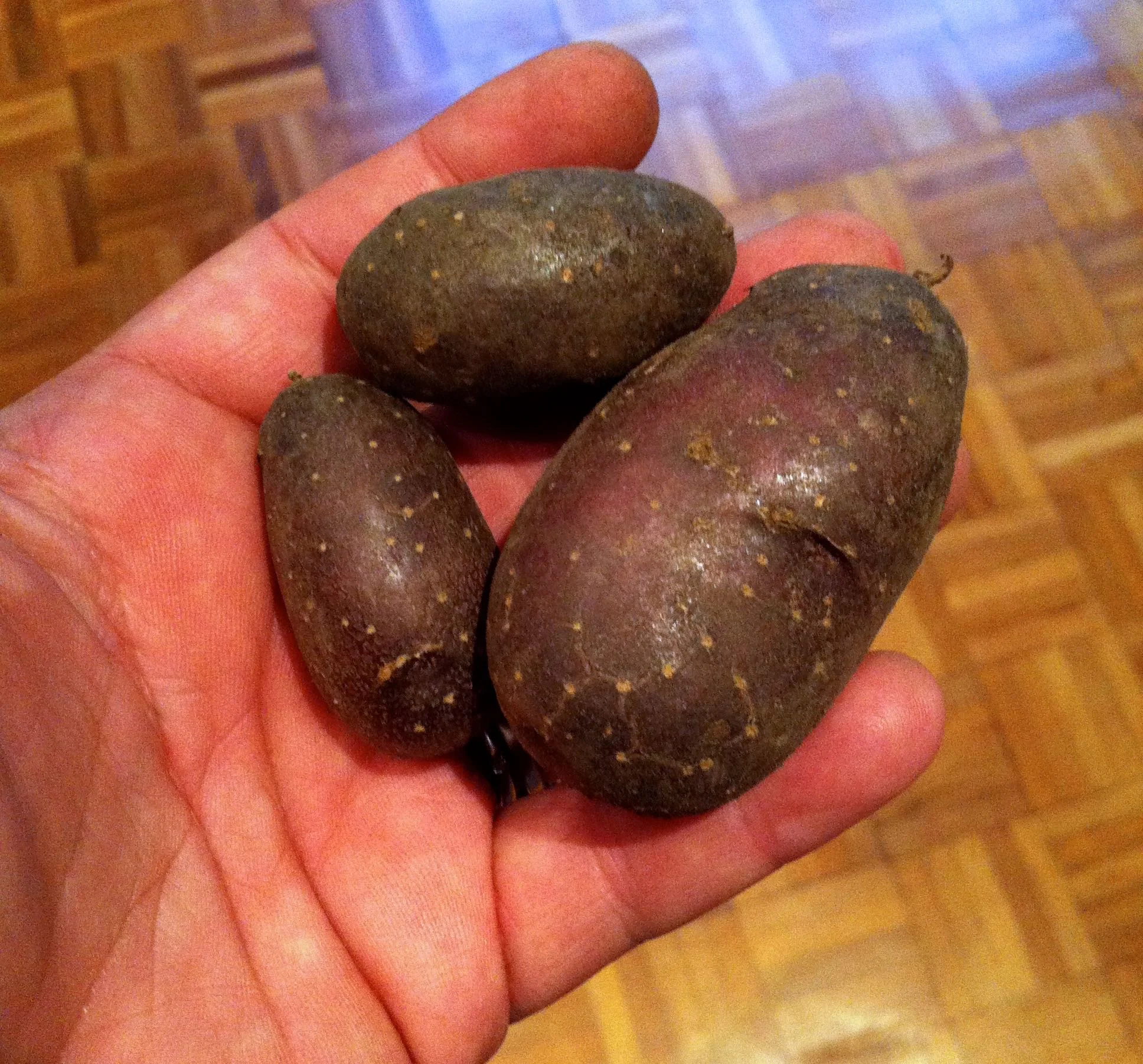 shetland black potatoes which look like stones