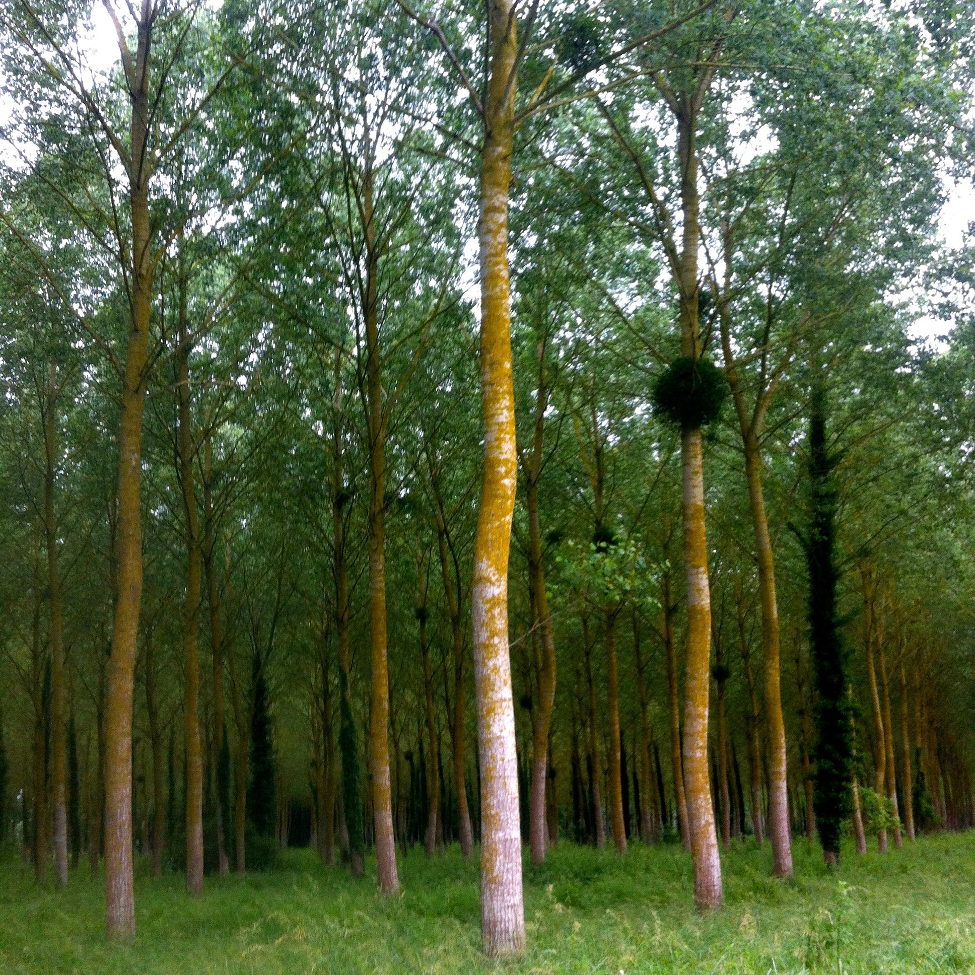 looking through the forest