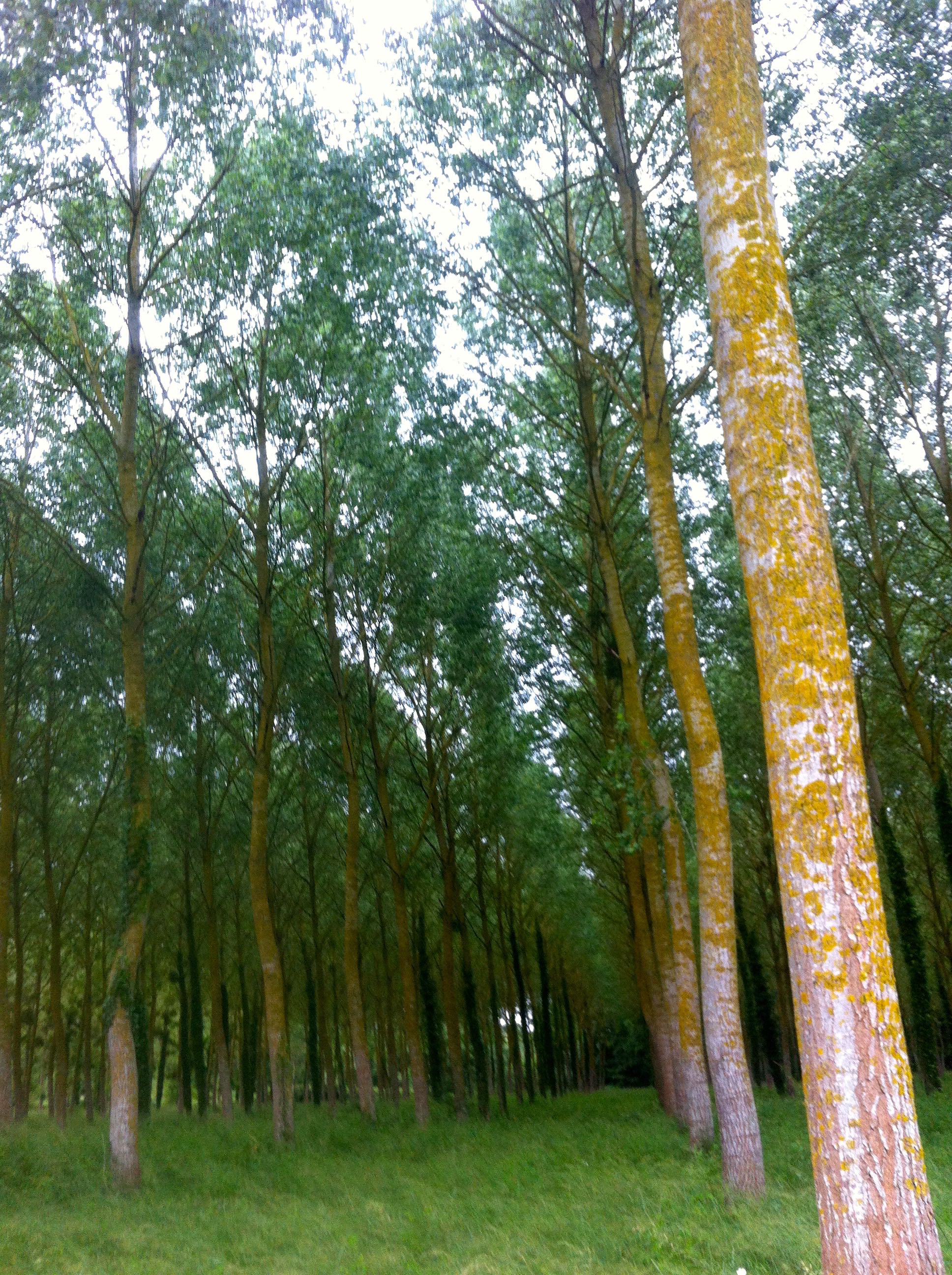 Trees  planted in rows, whichever way you looked