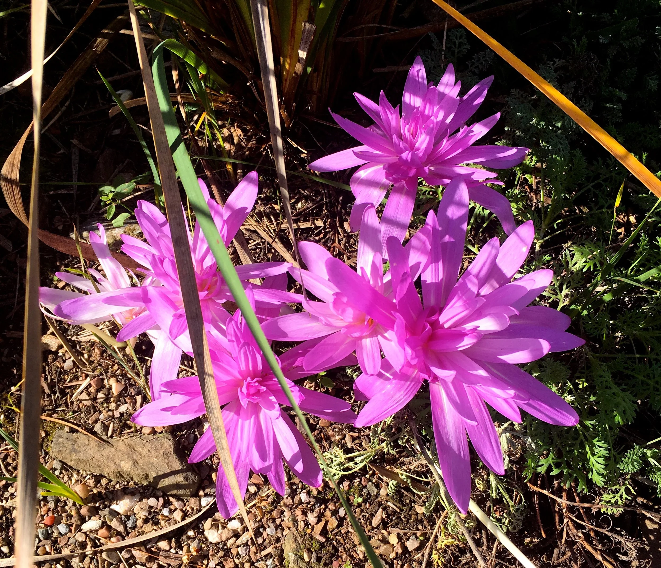 colchiums