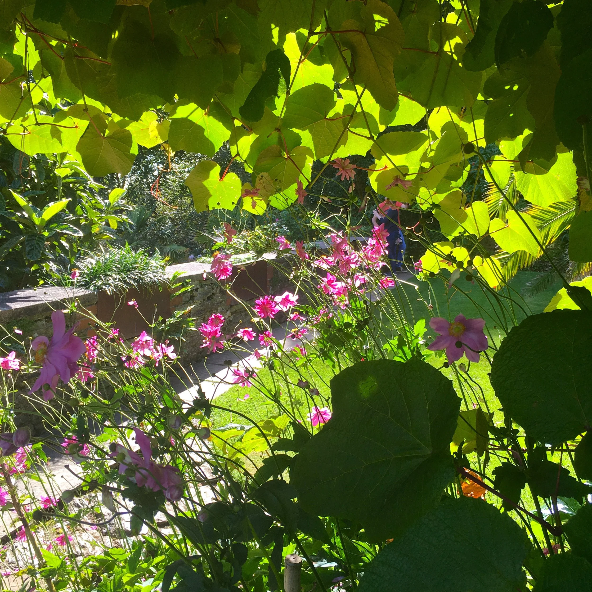 Overbeck's garden in the sun
