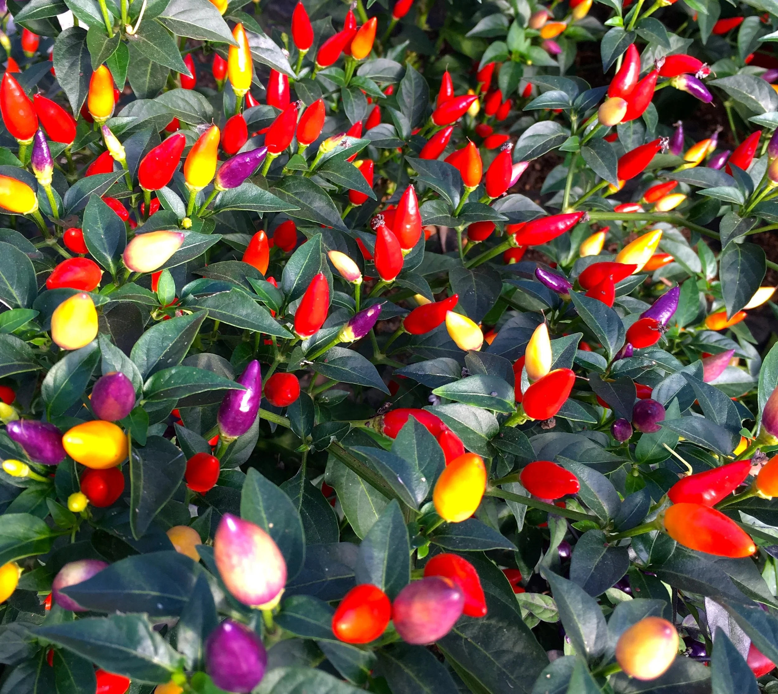 Multicoloured Chillies at the South Devon Chilli Farm