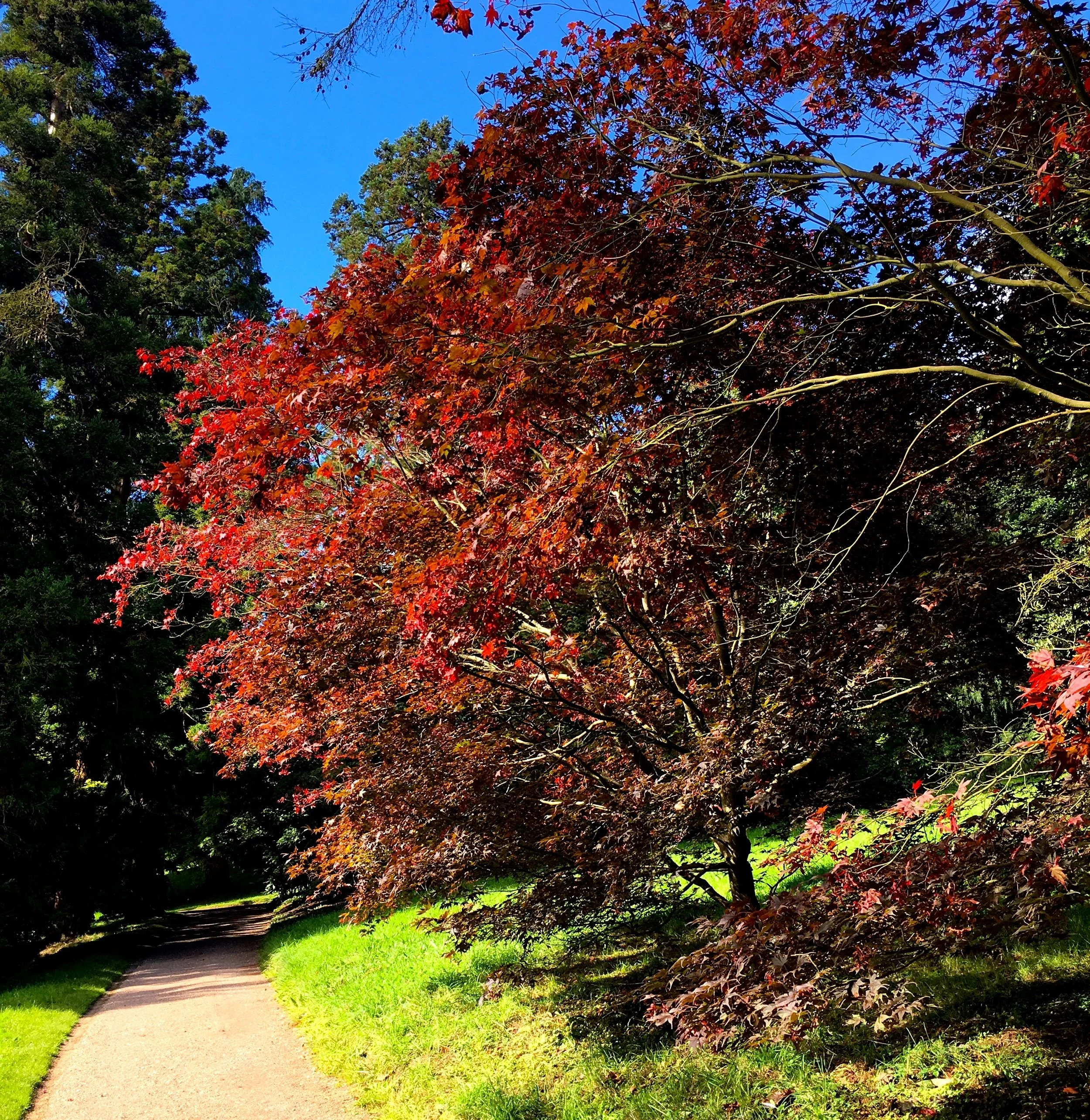 Colourful autumnal trees at Killerton