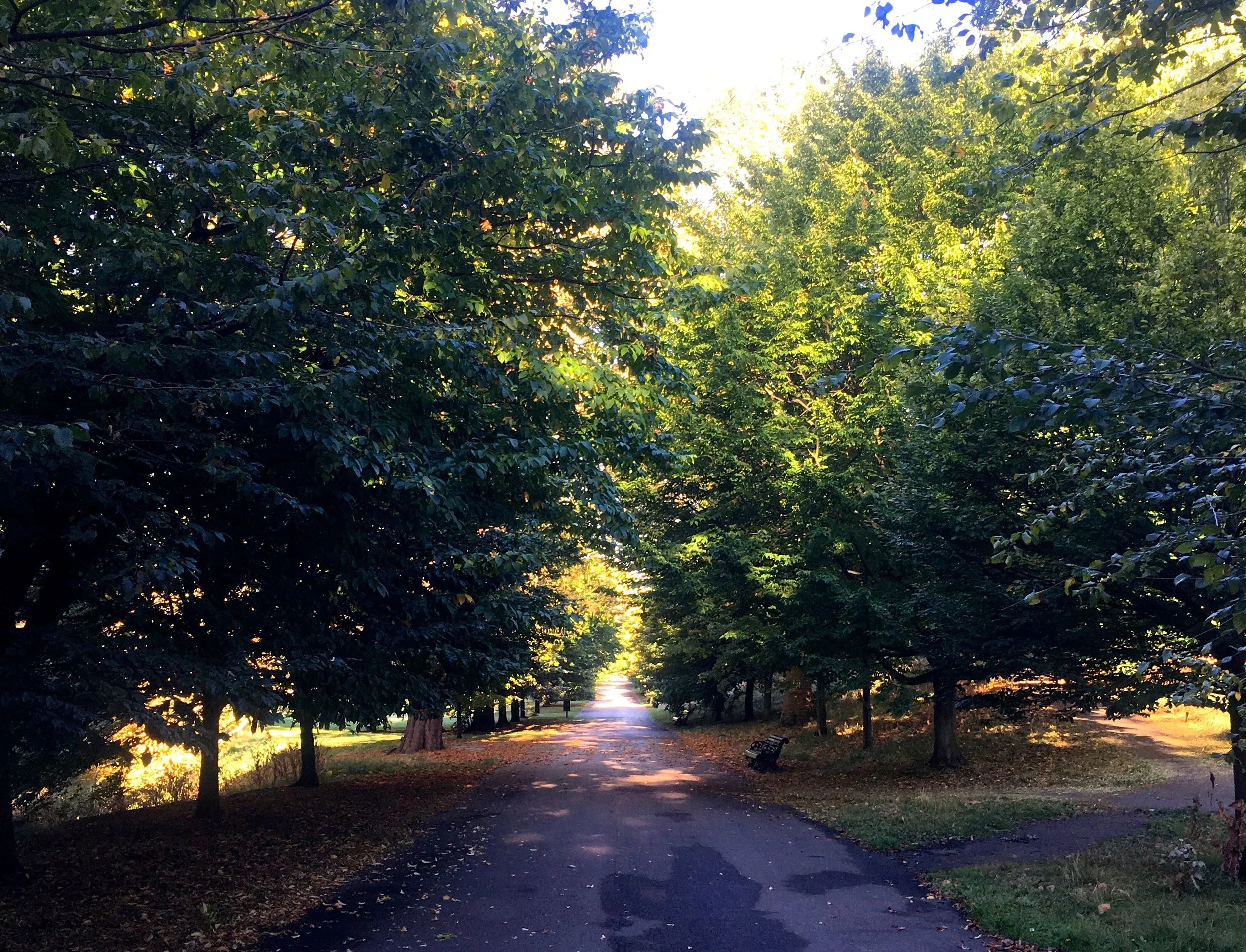 My daily route through Greenwich Park