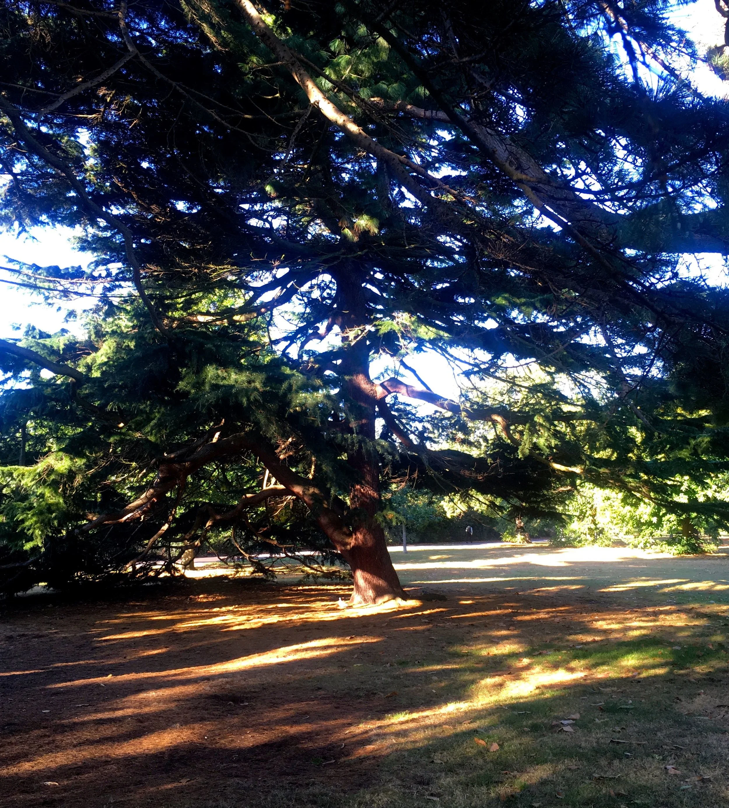 THE TREE WHERE I TURN RIGHT