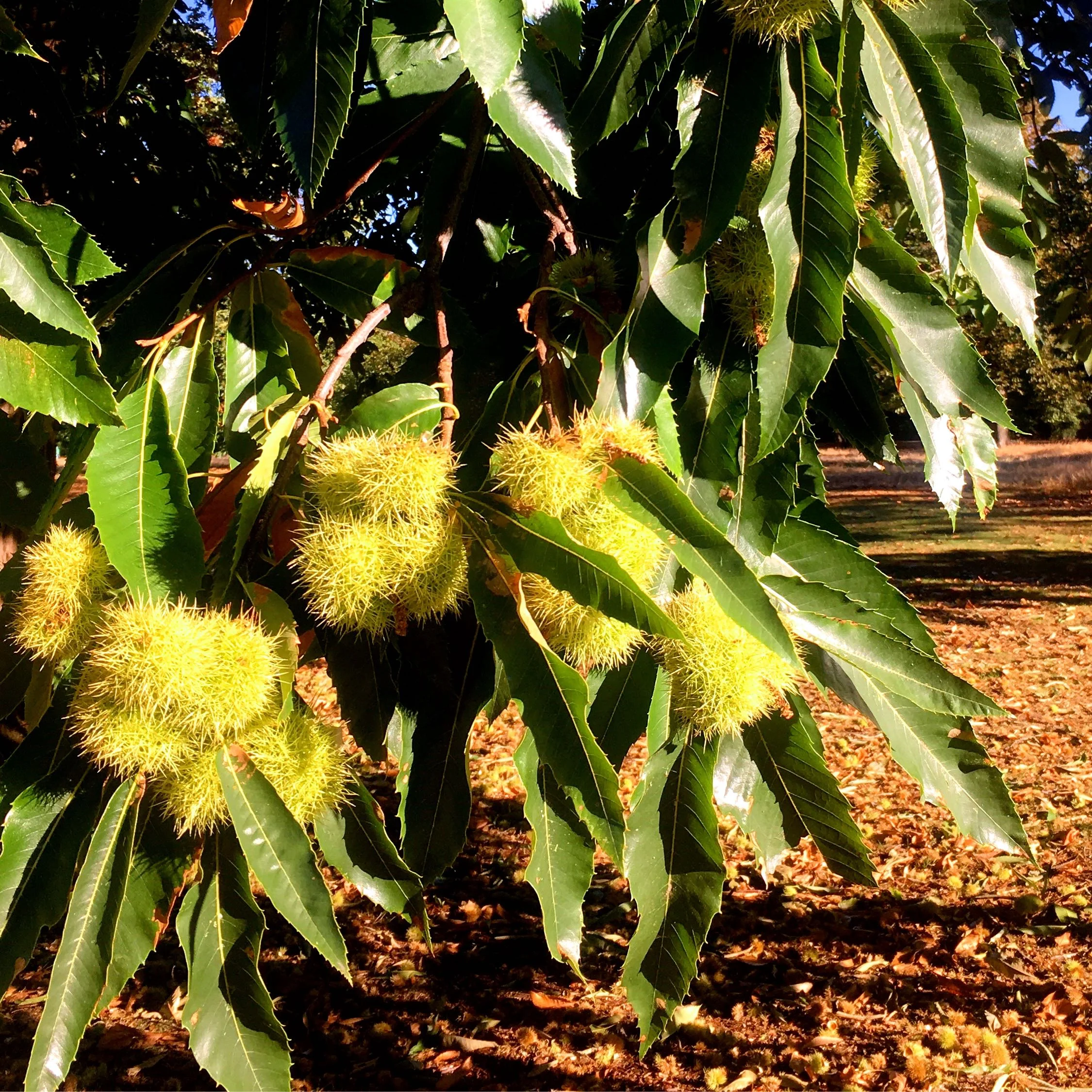 And green sweet chesnuts