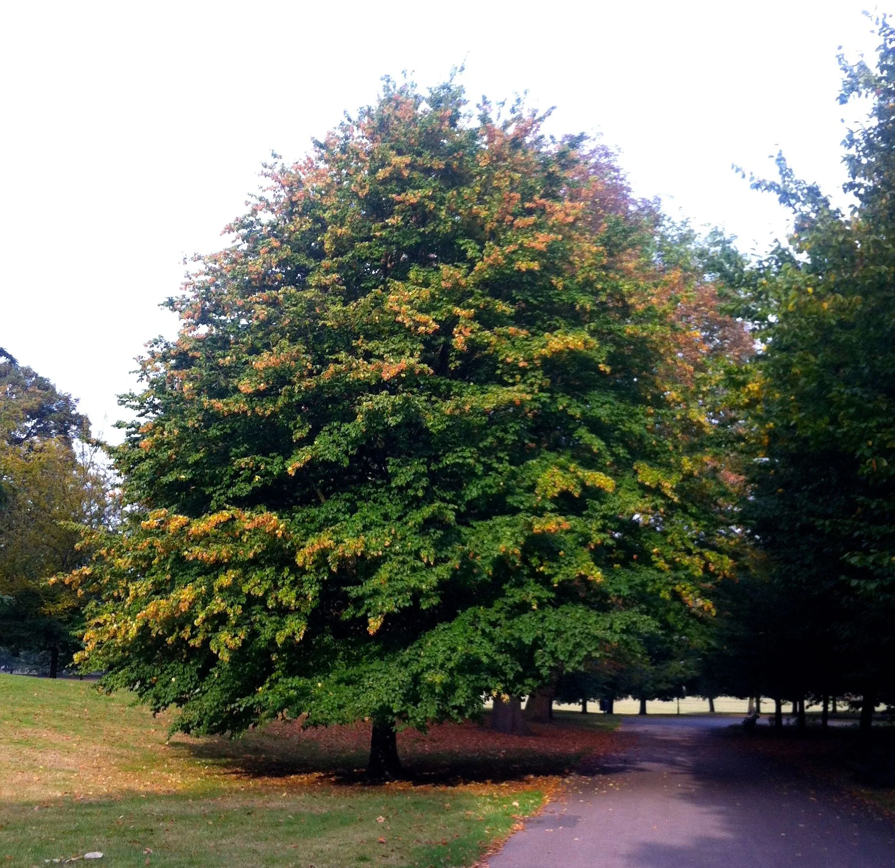 THE TREE that catches my eye, every single day