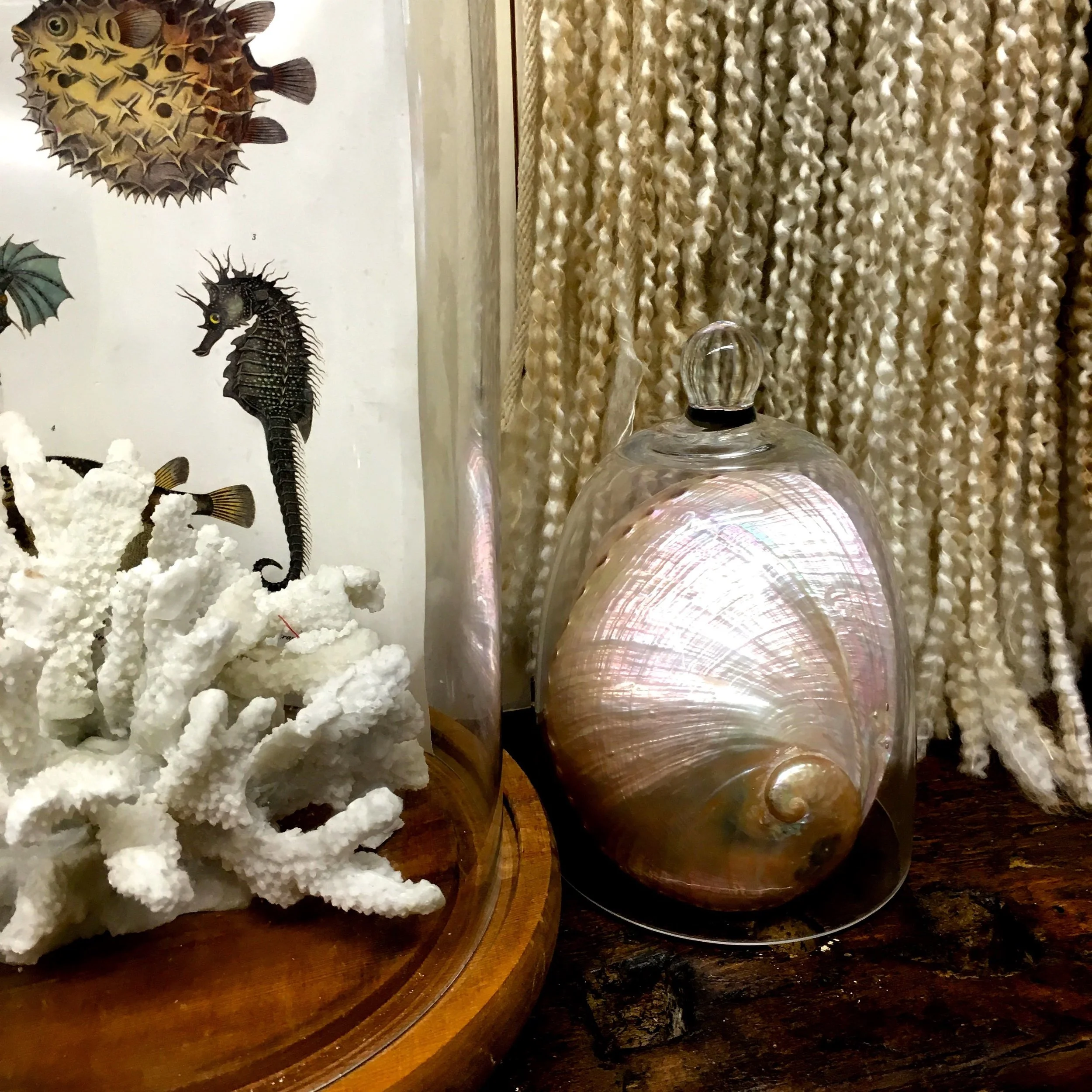 Sea horses and pearlescent shells