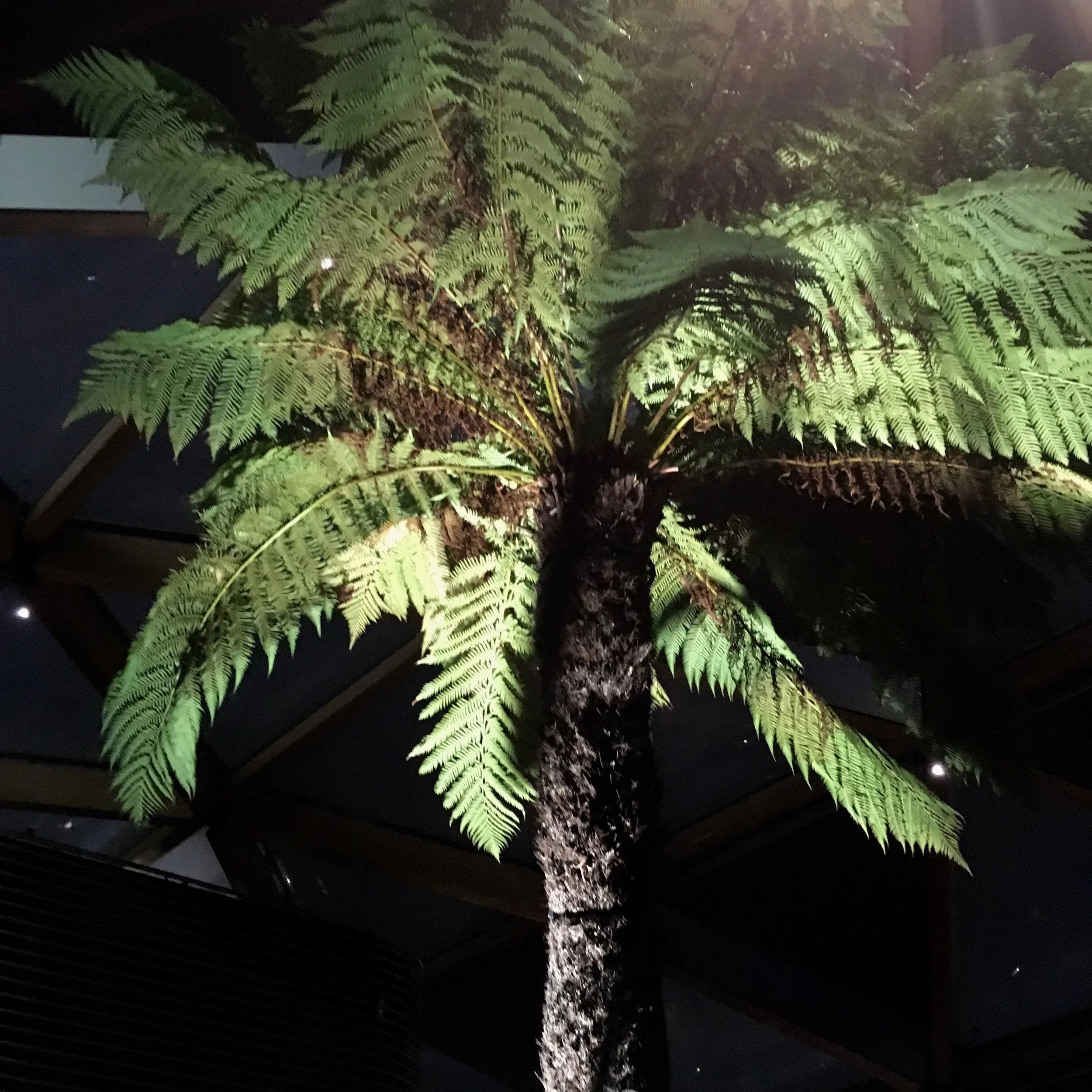 Tree fern in the roof garden in crossrail place in Canary Wharf