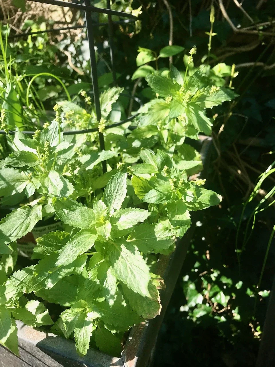 a close up of the weeds in a pot