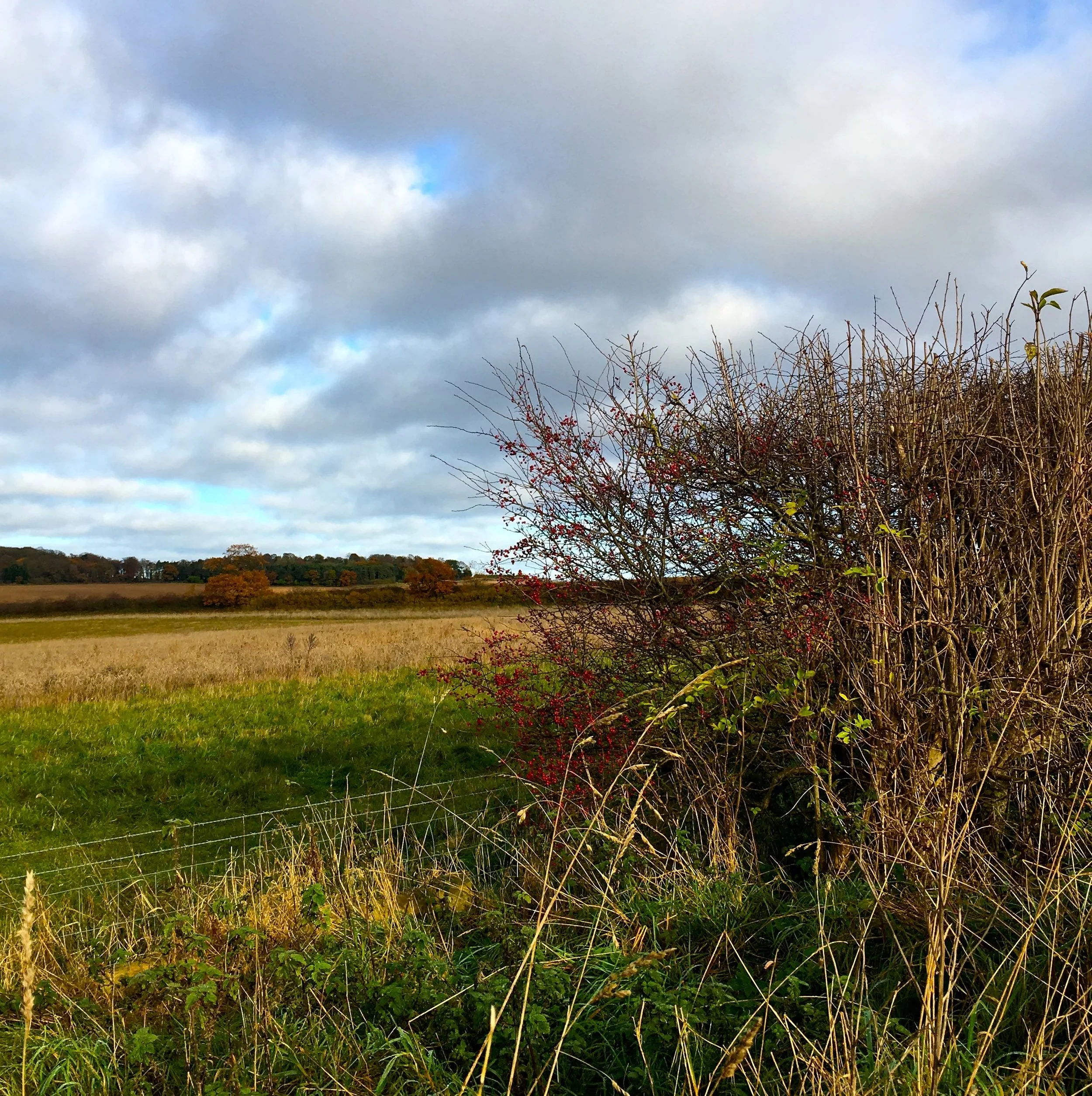 THE COLOURFUL HEDGEROWS IN THE BIG SKIED COUNTY OF NORFOLK