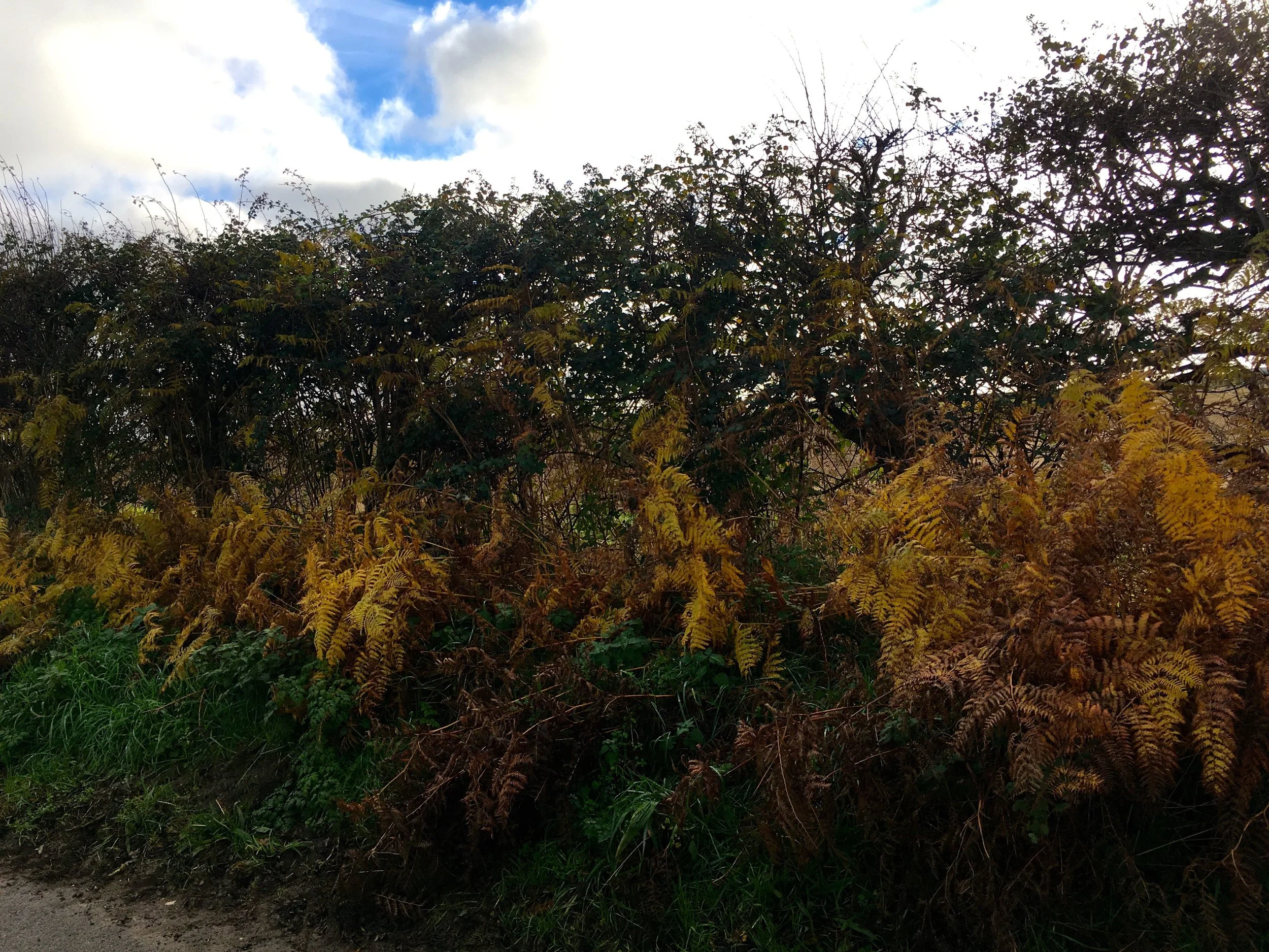 Blazing ferns in the Norfolk countryside