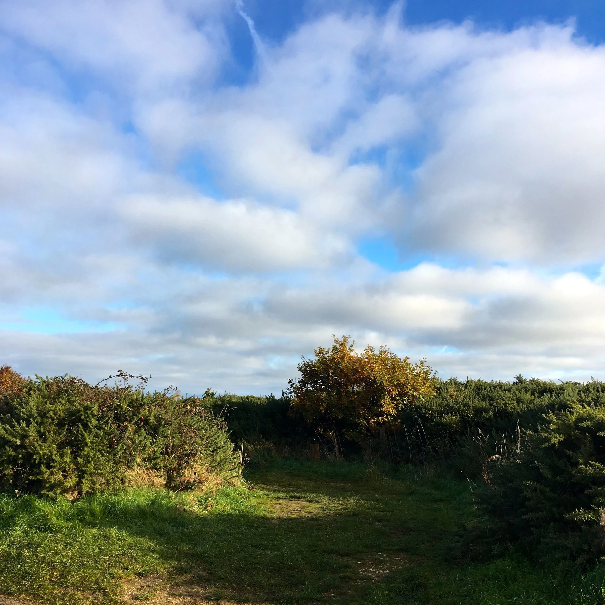 shrubland on barrow common in north norfolk