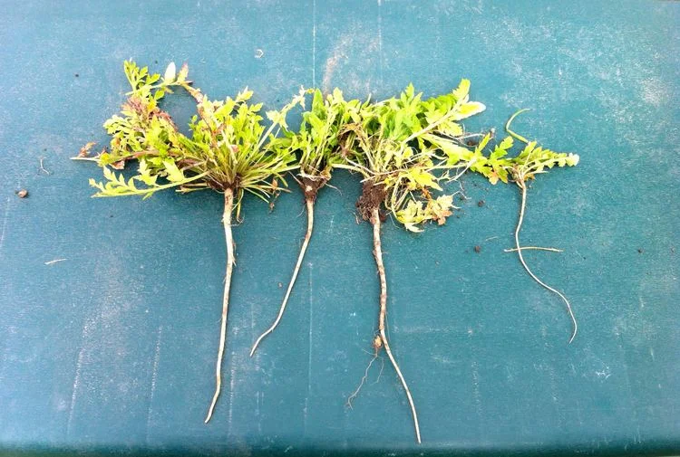 In March - the weed challenge, and some broad bean love