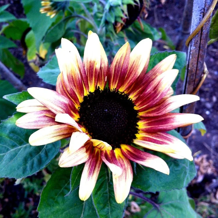 September - Sunflowers on the plot