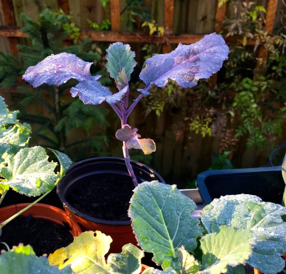 December - more brassicas and fleece in the greenhouse