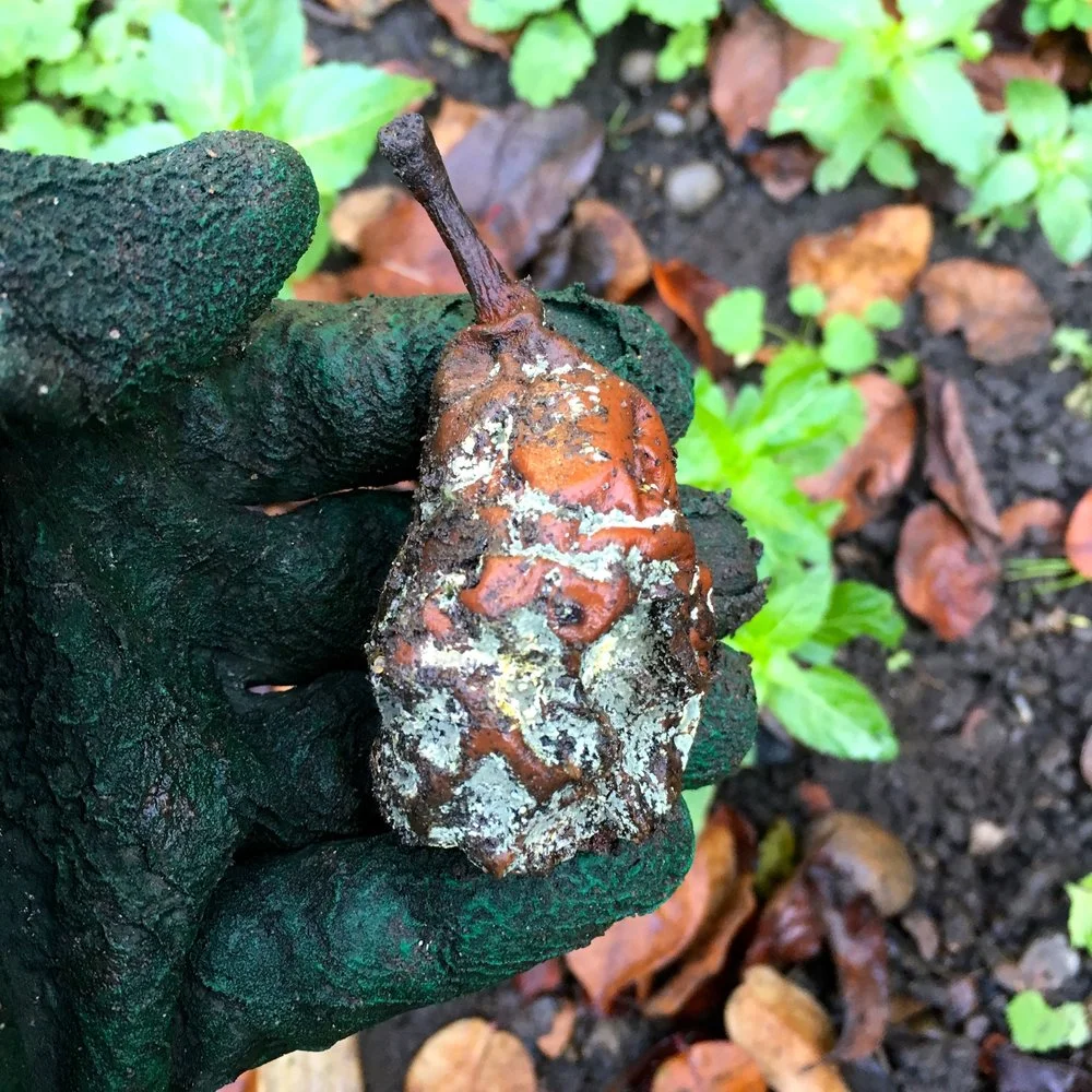 December - a mouldy old pear