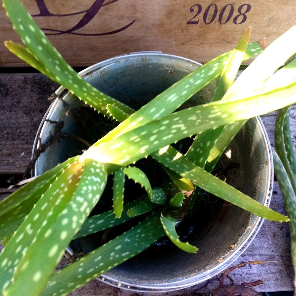 March - pottering in the greenhouse