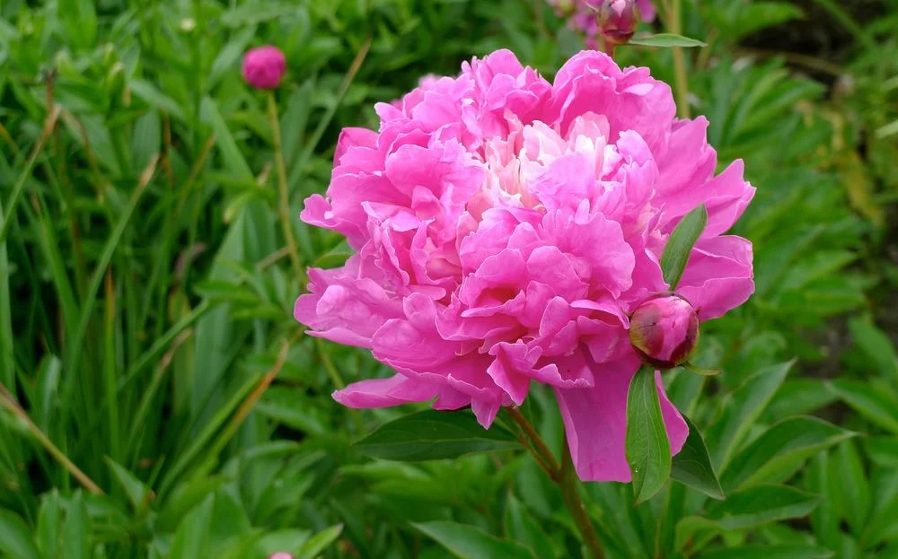 Le Jardin Potager at Château de Cheverny