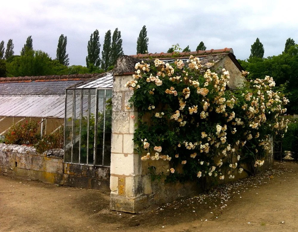 Roses on the farm at Château de Chenonceau