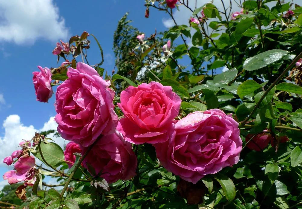 Roses at RHS Hyde Hall