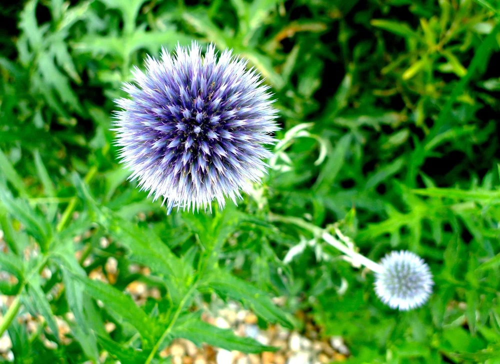 Looking down on the plants at RHS Hyde Hall
